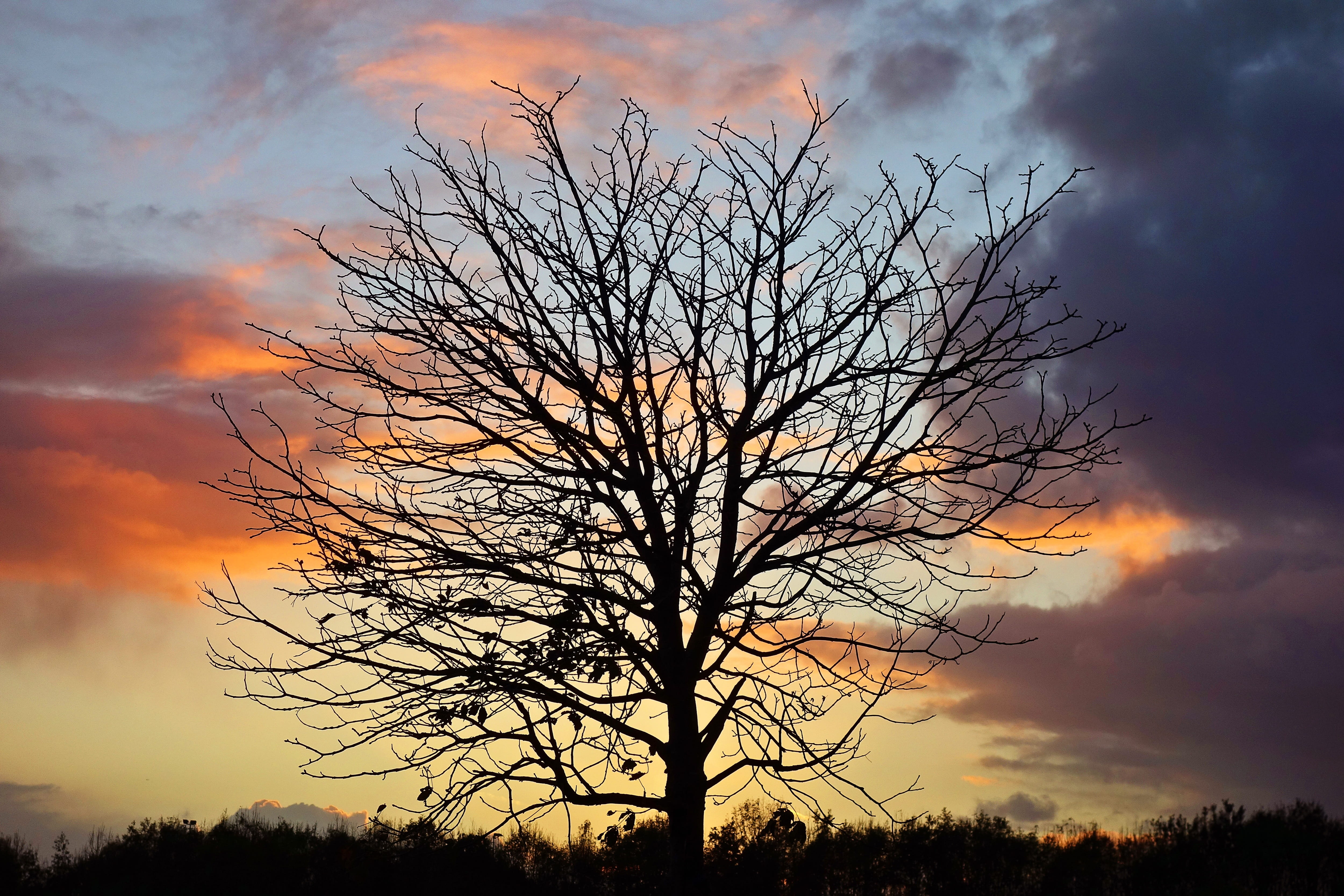 tree, branch, bare tree, silhouette, tree silhouette, winter tree