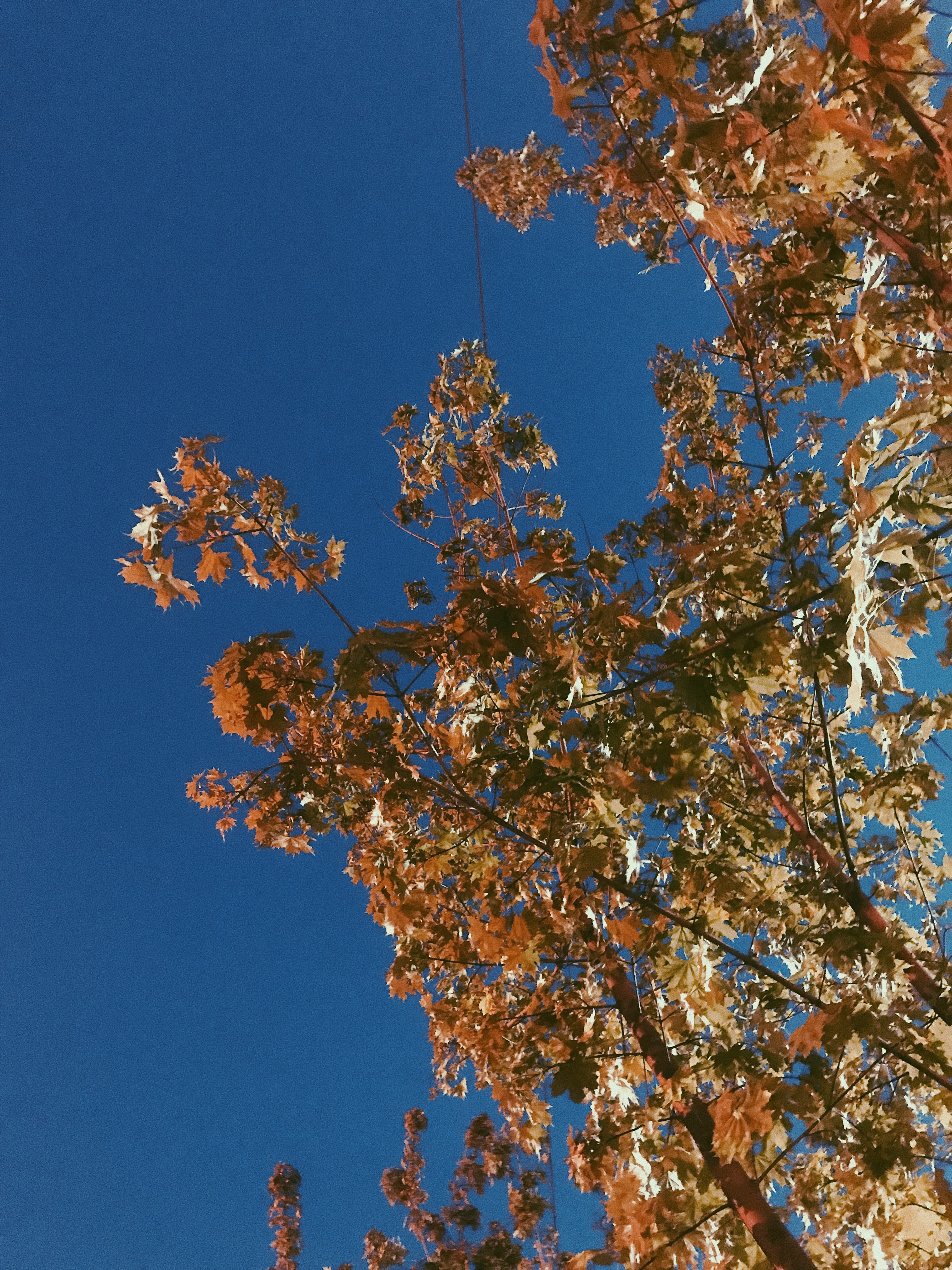 plant, tree, tree trunk, flare, light, leaf, outdoors, vegetation