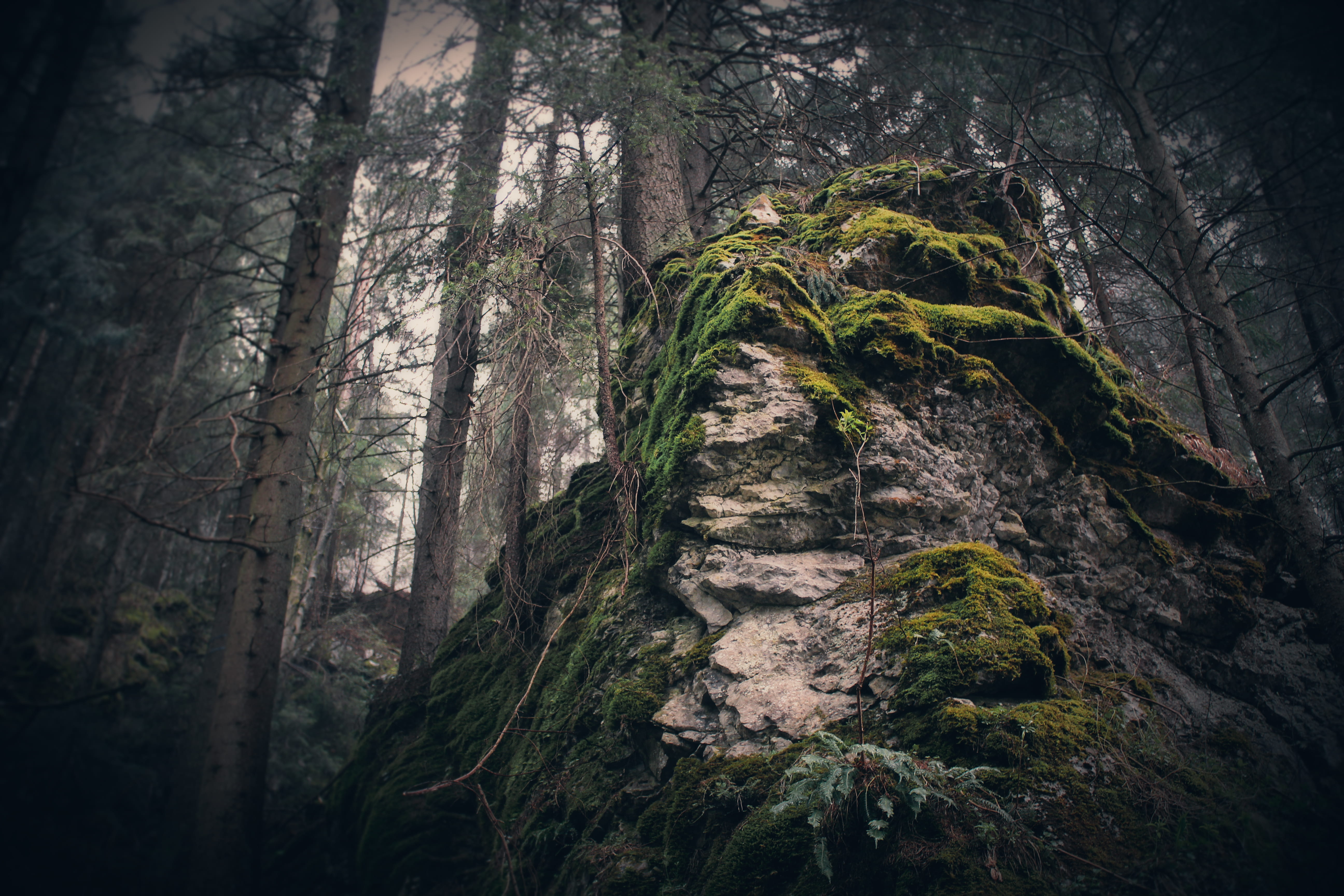 trees, forest, rock, mountain, moss, plant, land, tranquility