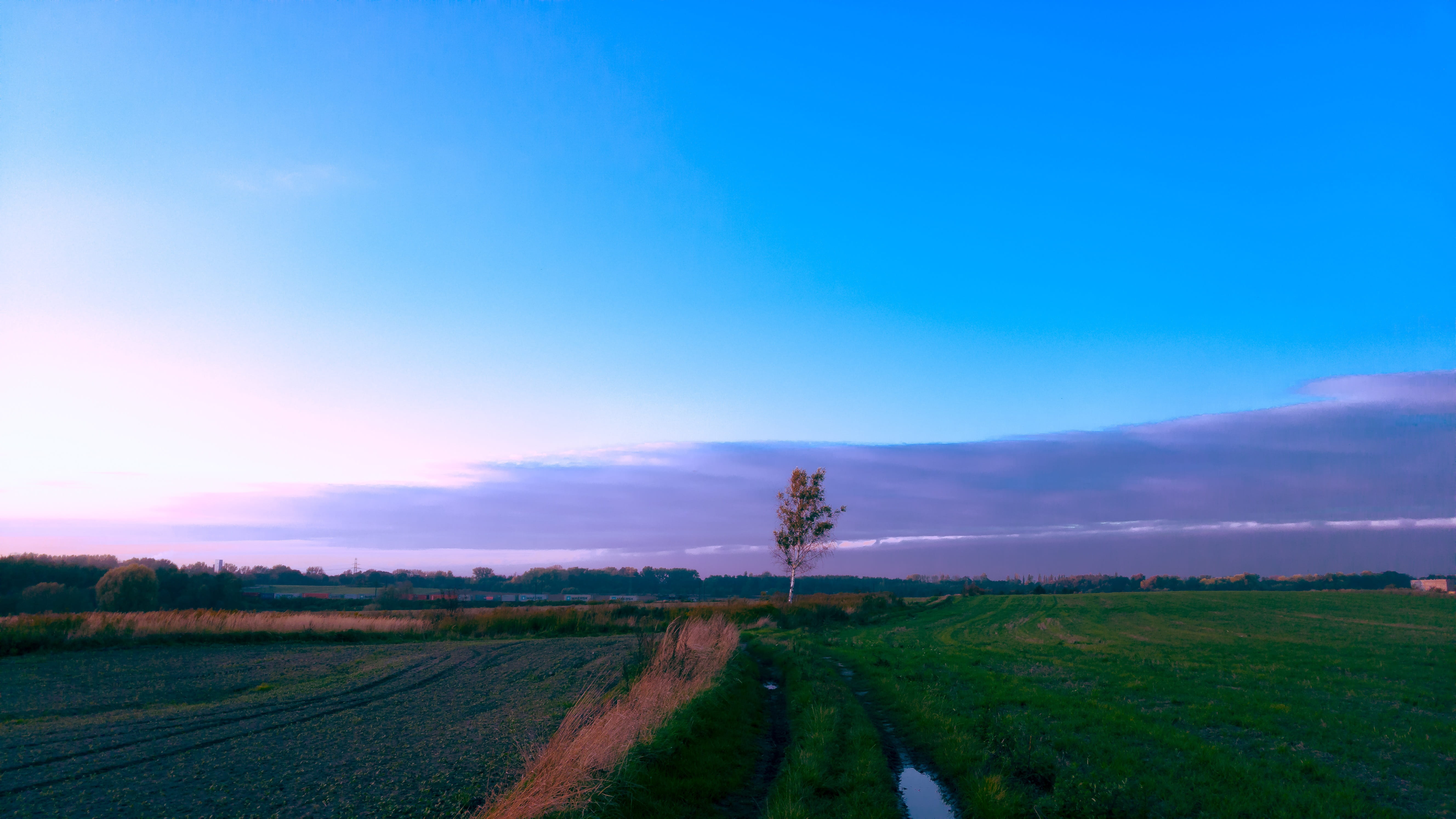 meadow, summer, tree, twilight, field, grass, landscape, sky