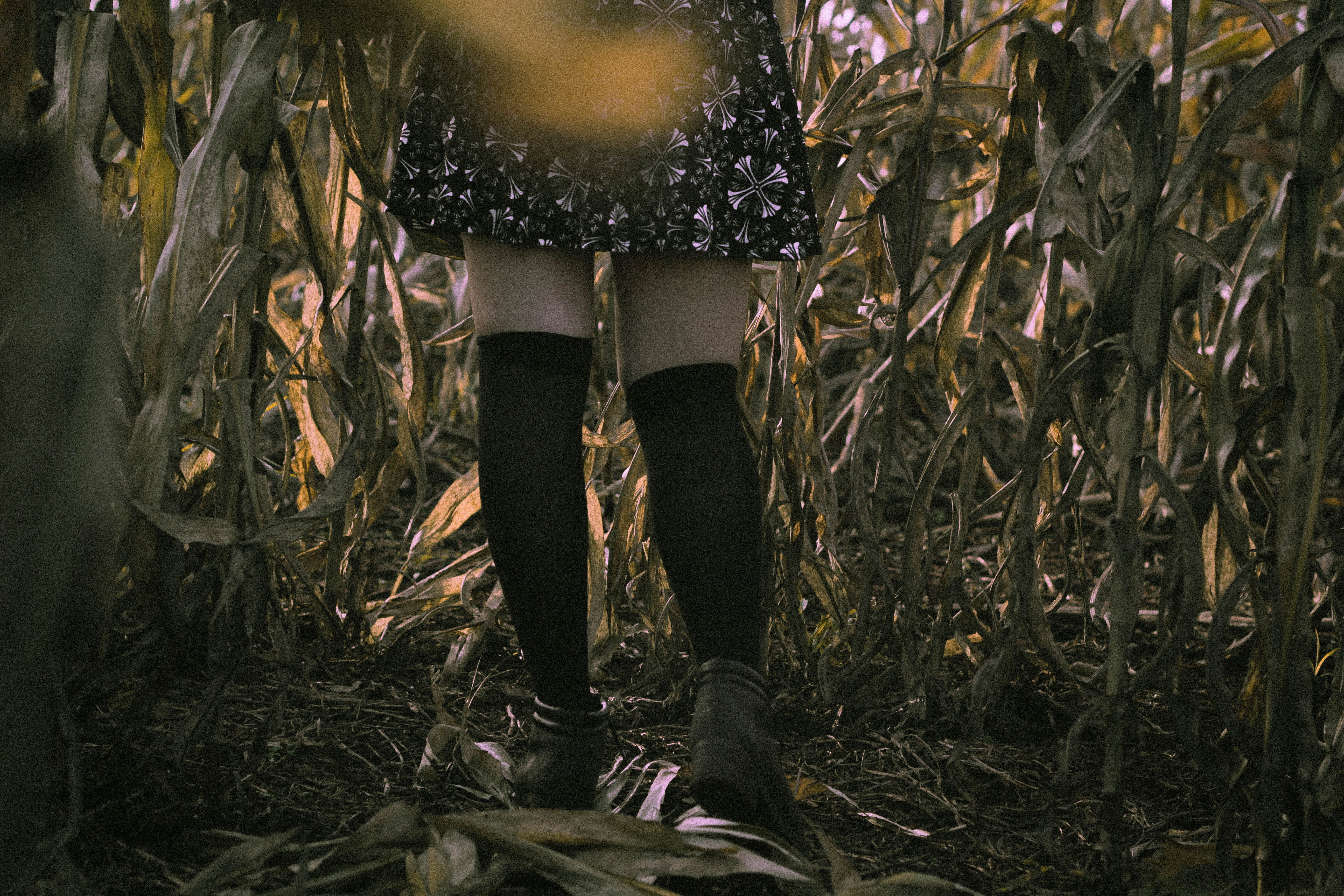 corn, forest, exploration, socks, legs, explore, standing, plant