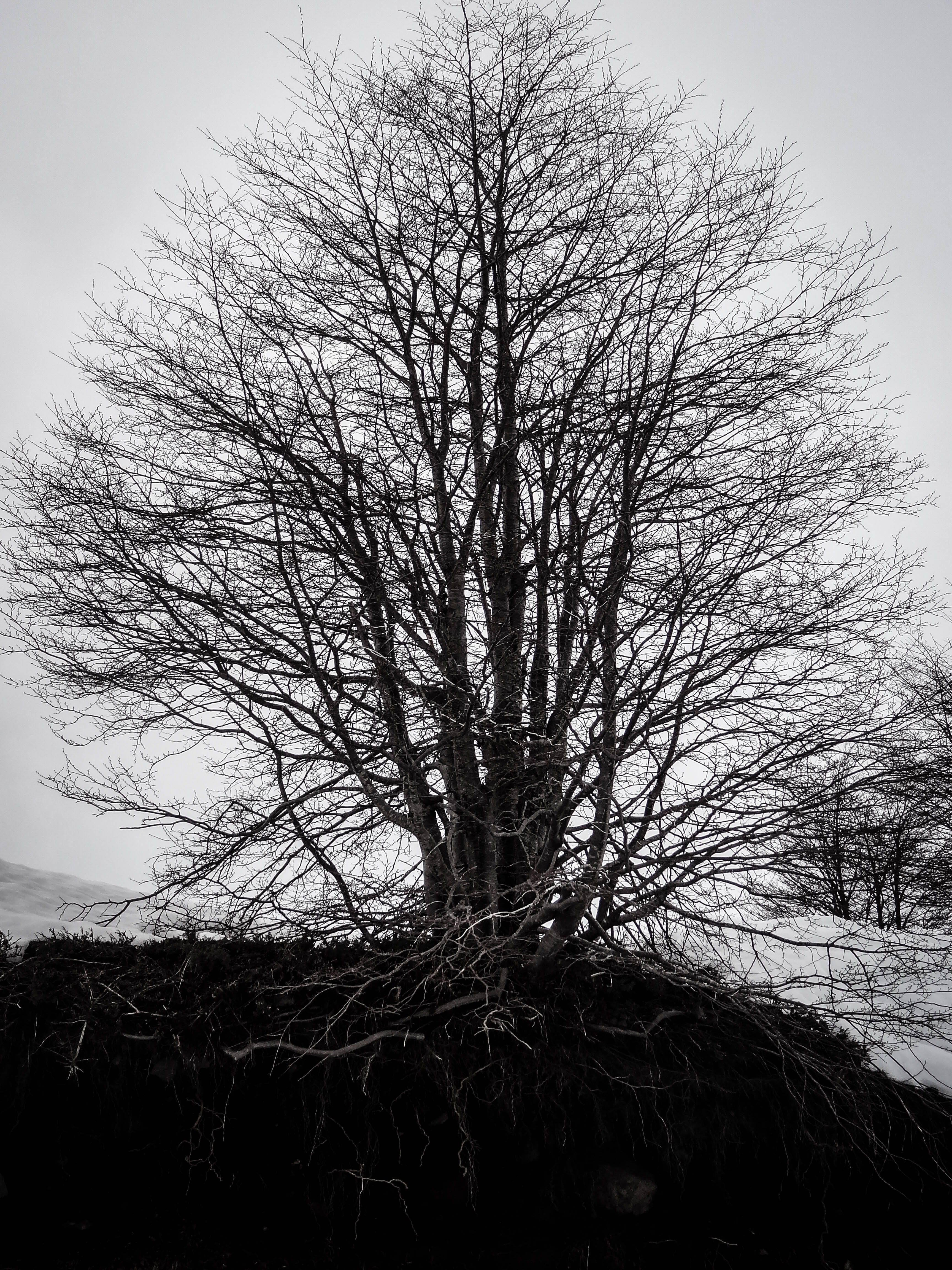 tree, cloud, landscape, nature, sunset, horizon, bare tree