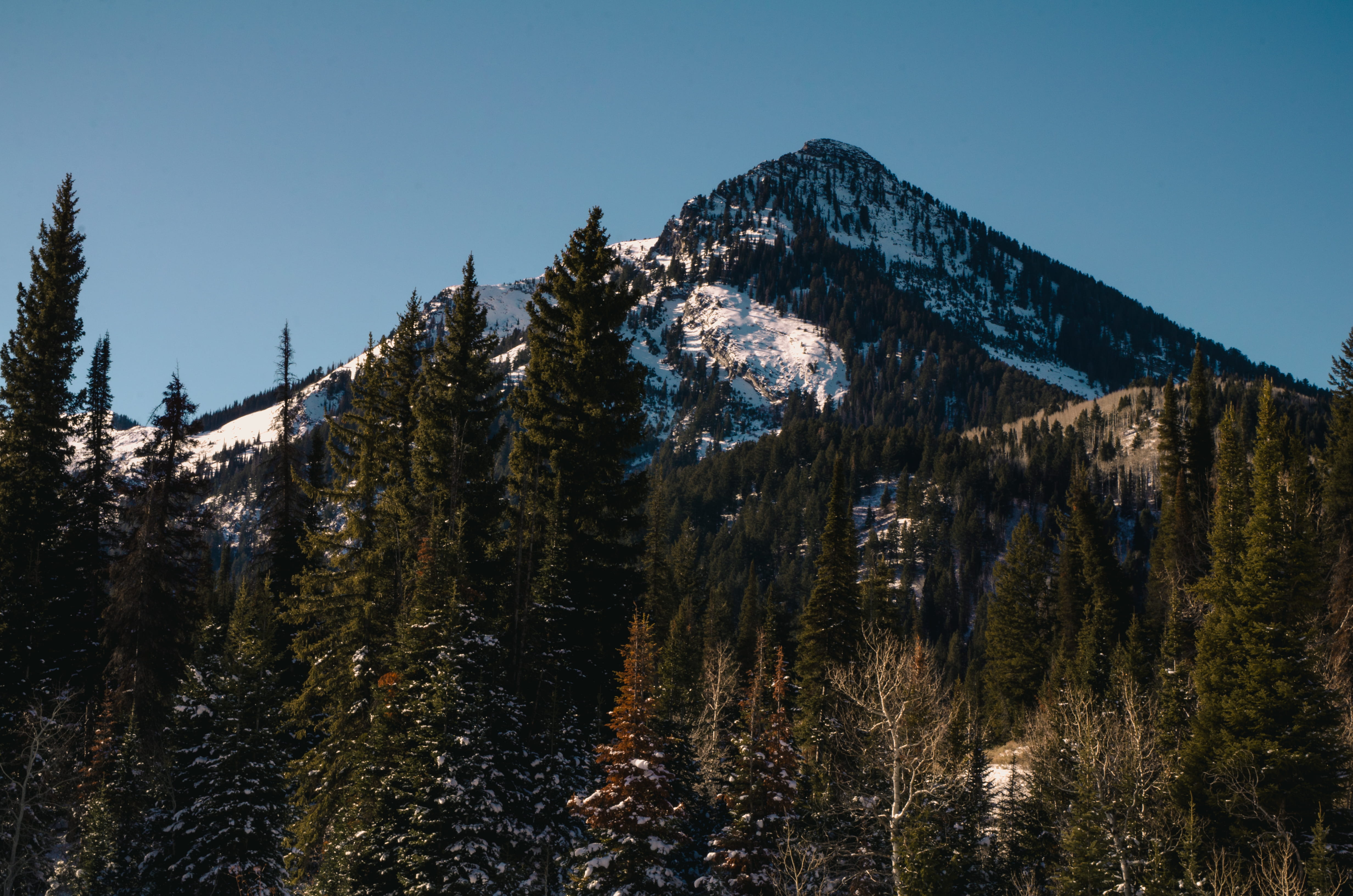 mountain, trees, forest, winter, snow, ski, skiing, landscape