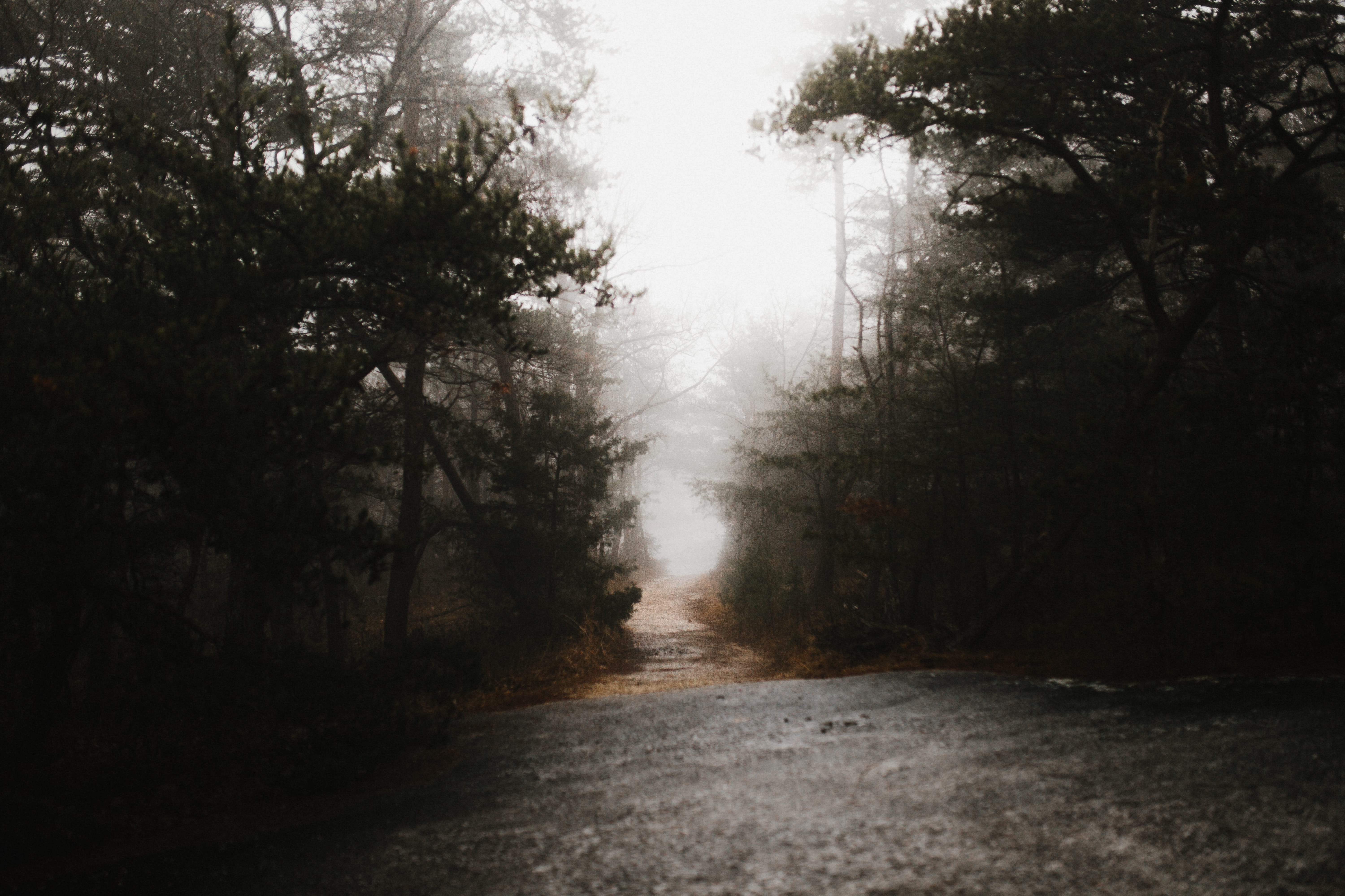 road between trees, plant, forest, direction, tranquility, nature