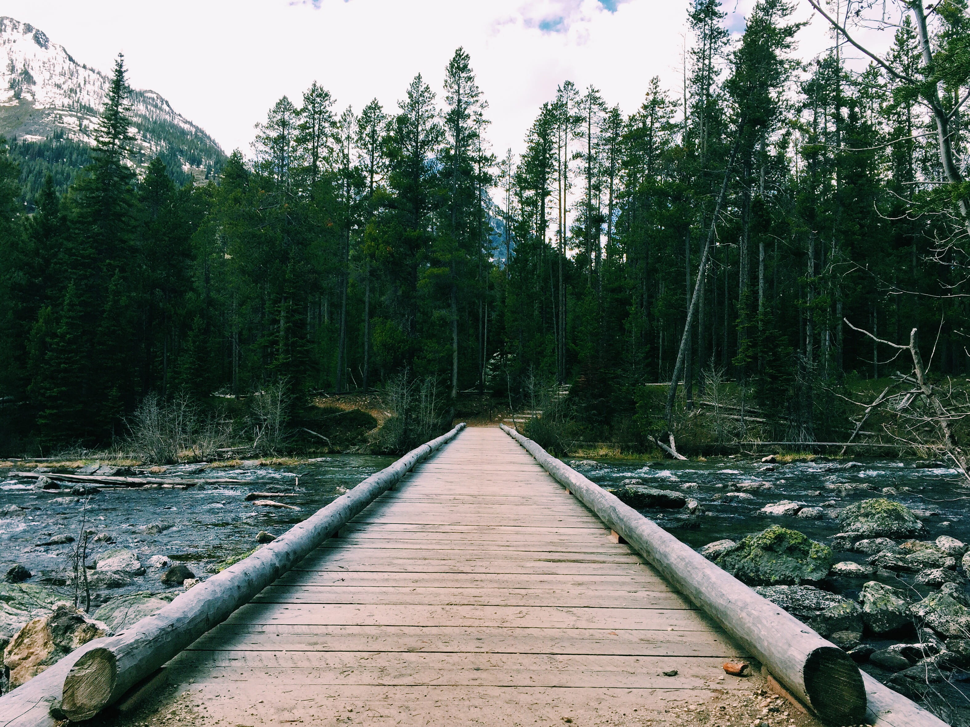 path, forest, trees, pine, pine trees, grand tetons, mountains