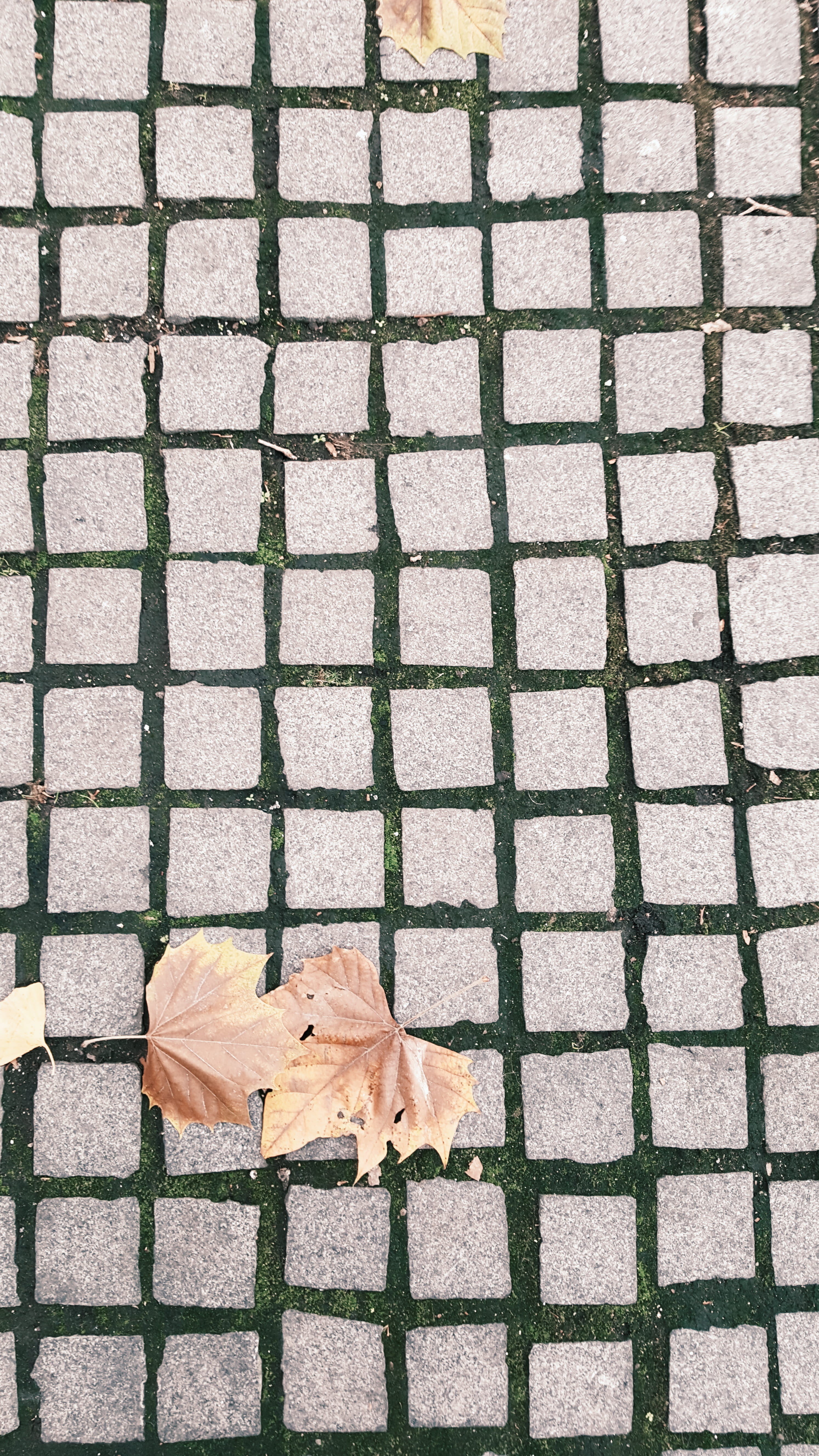 path, fall, autumn, leaves, walkway, cobblestone, footpath