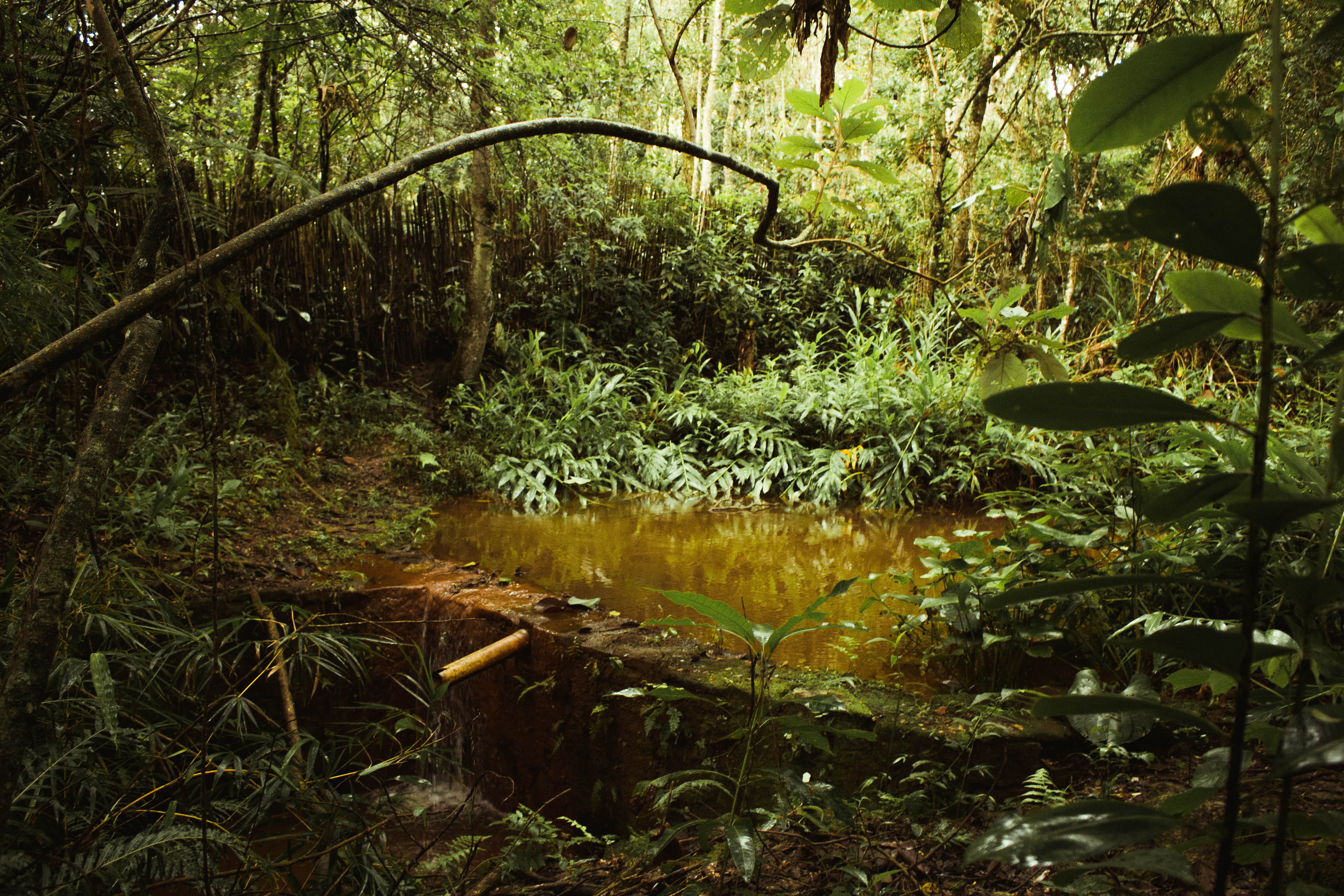 Pond Surrounded by Plants at Daytime, background, daylight, environment