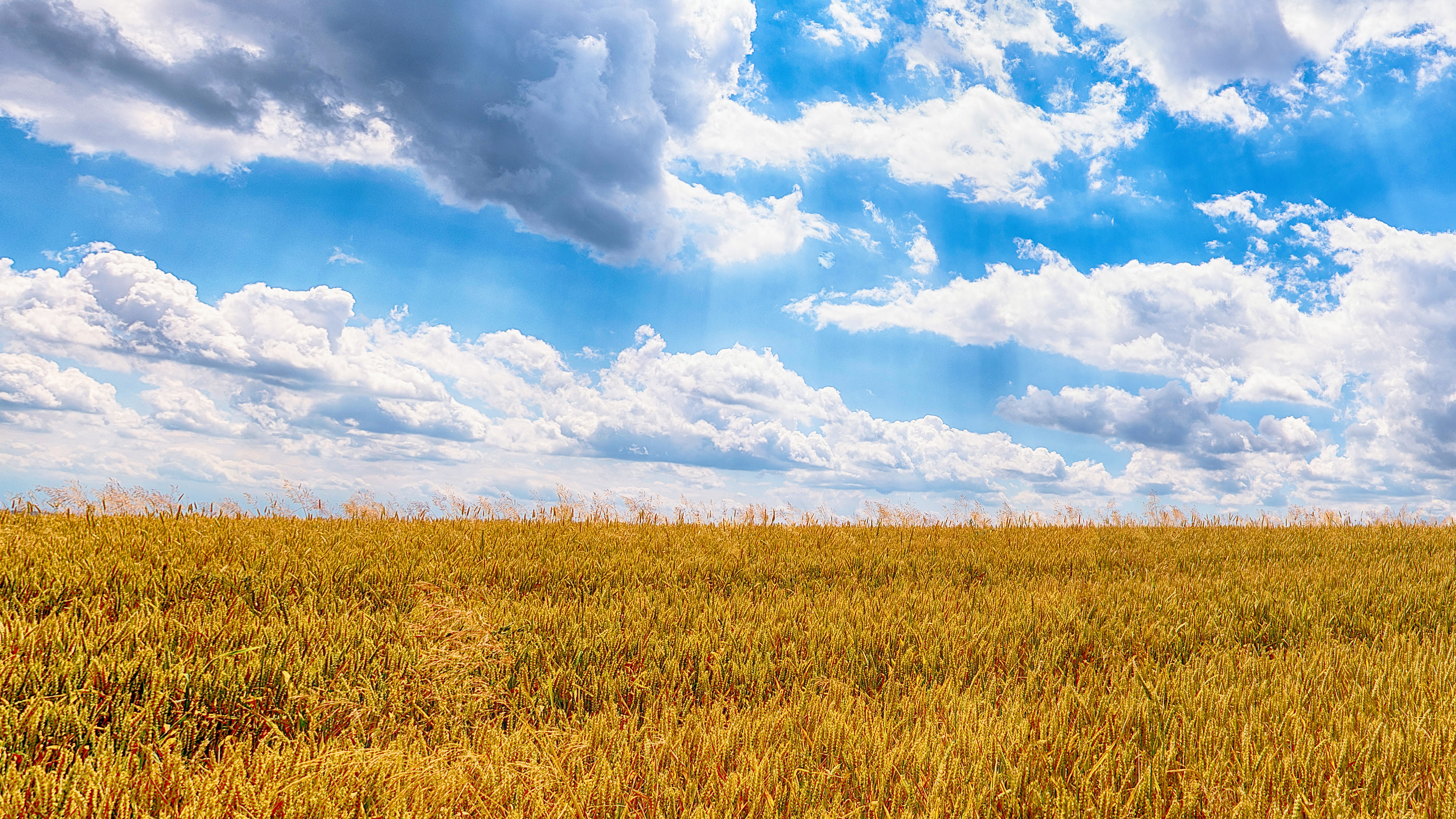 grass field during daytime, sky, cloud - sky, landscape, environment