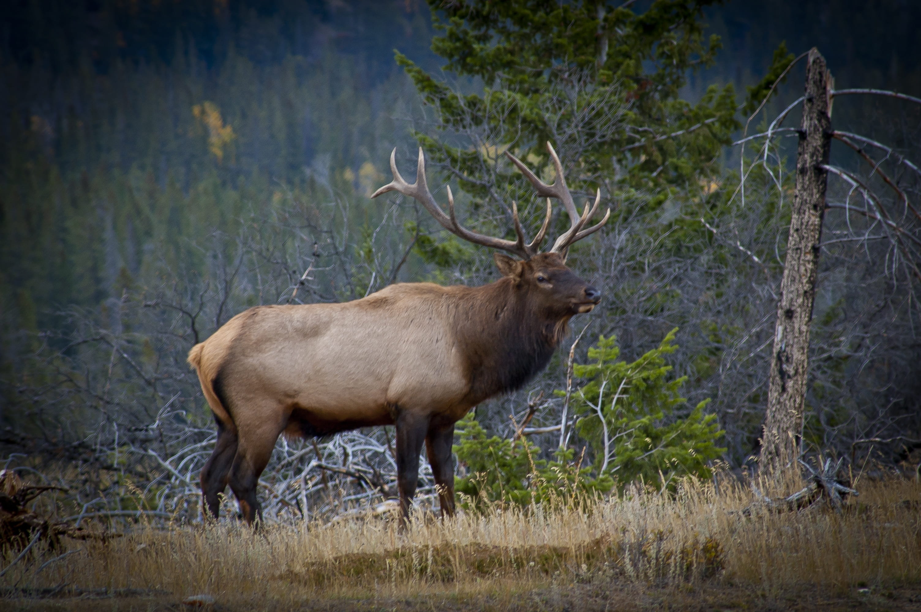 elk, animals, antlers, wild, male, canada, jasper, animal themes