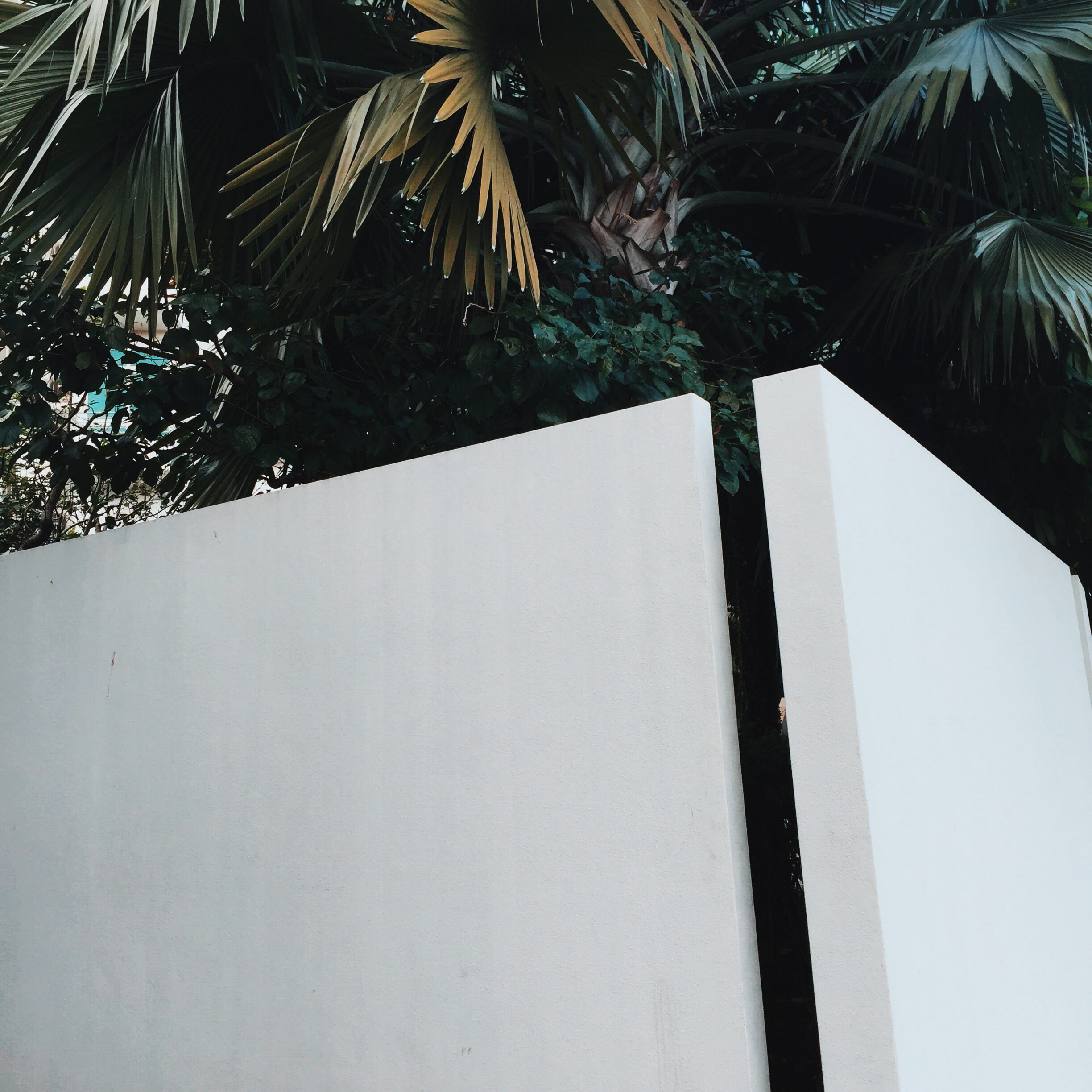 tree, plain, wall, minimal, simple, corner, iphone, vscocam
