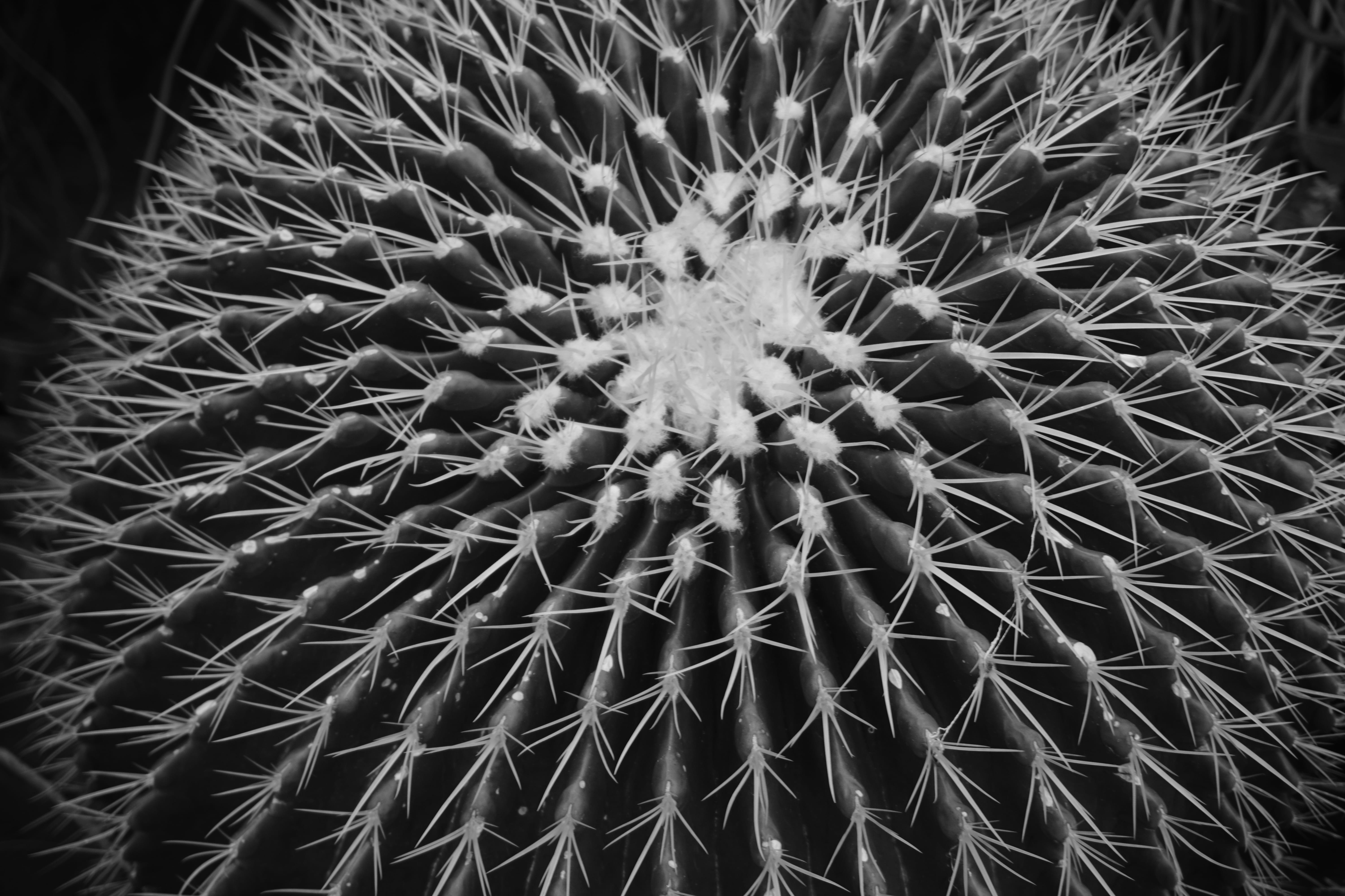 Grayscale Photo of Ball Cactus, black and white, botanical, cacti