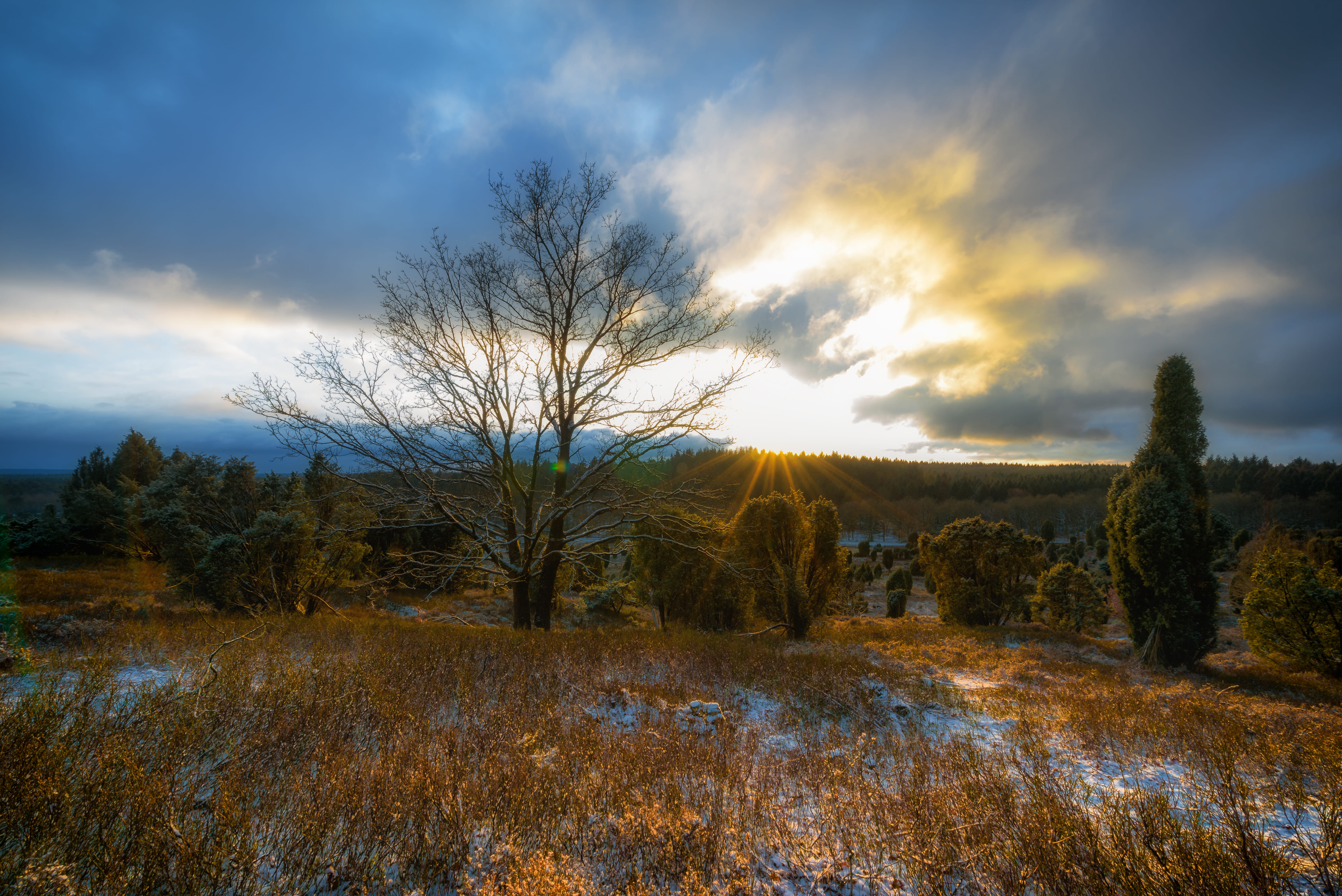 Bare Tree Surrounded by Green Tree during Sunrise, clouds, cloudy