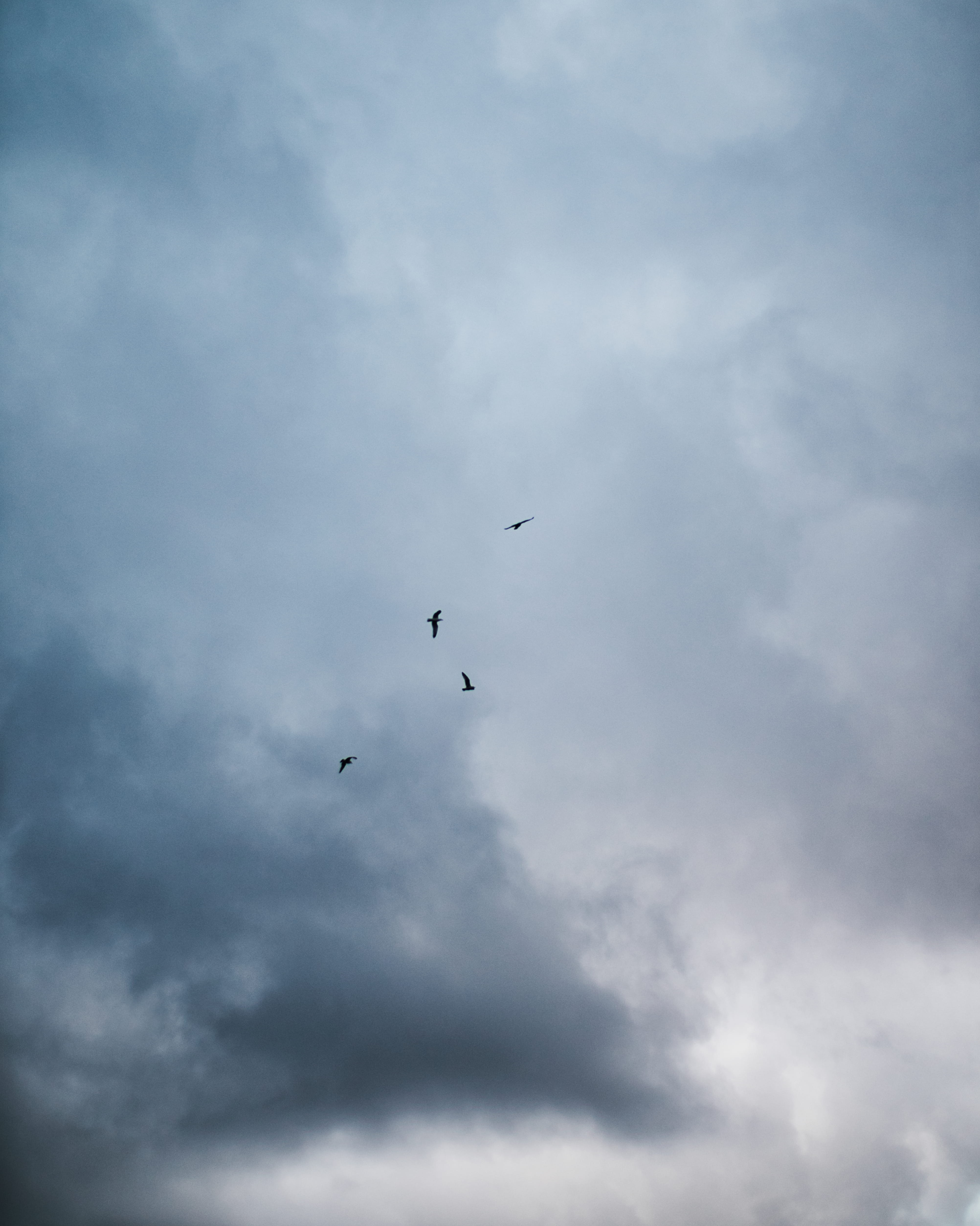 white clouds, cloud - sky, flying, low angle view, animal themes