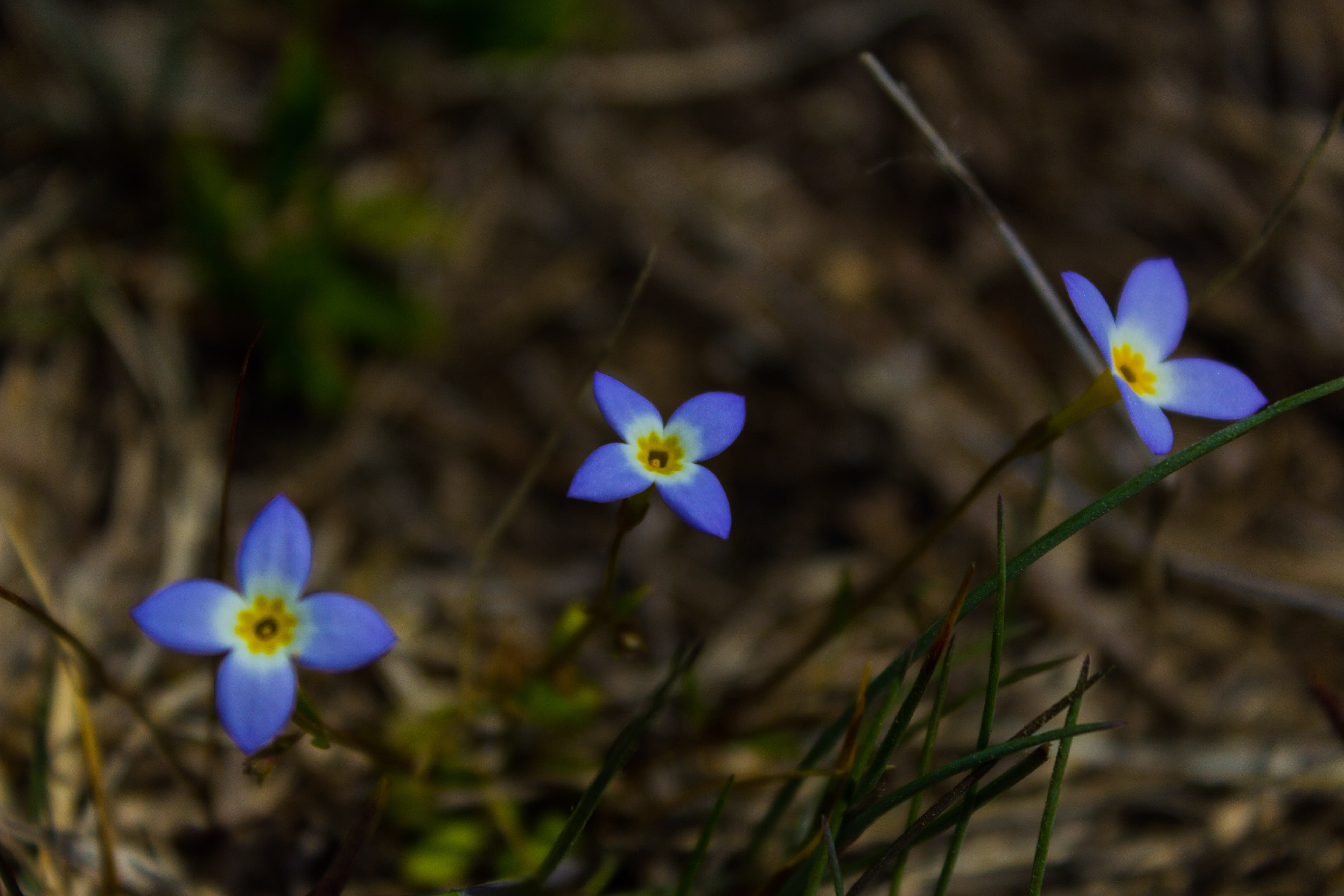 flowers, spring, flowering plant, vulnerability, fragility