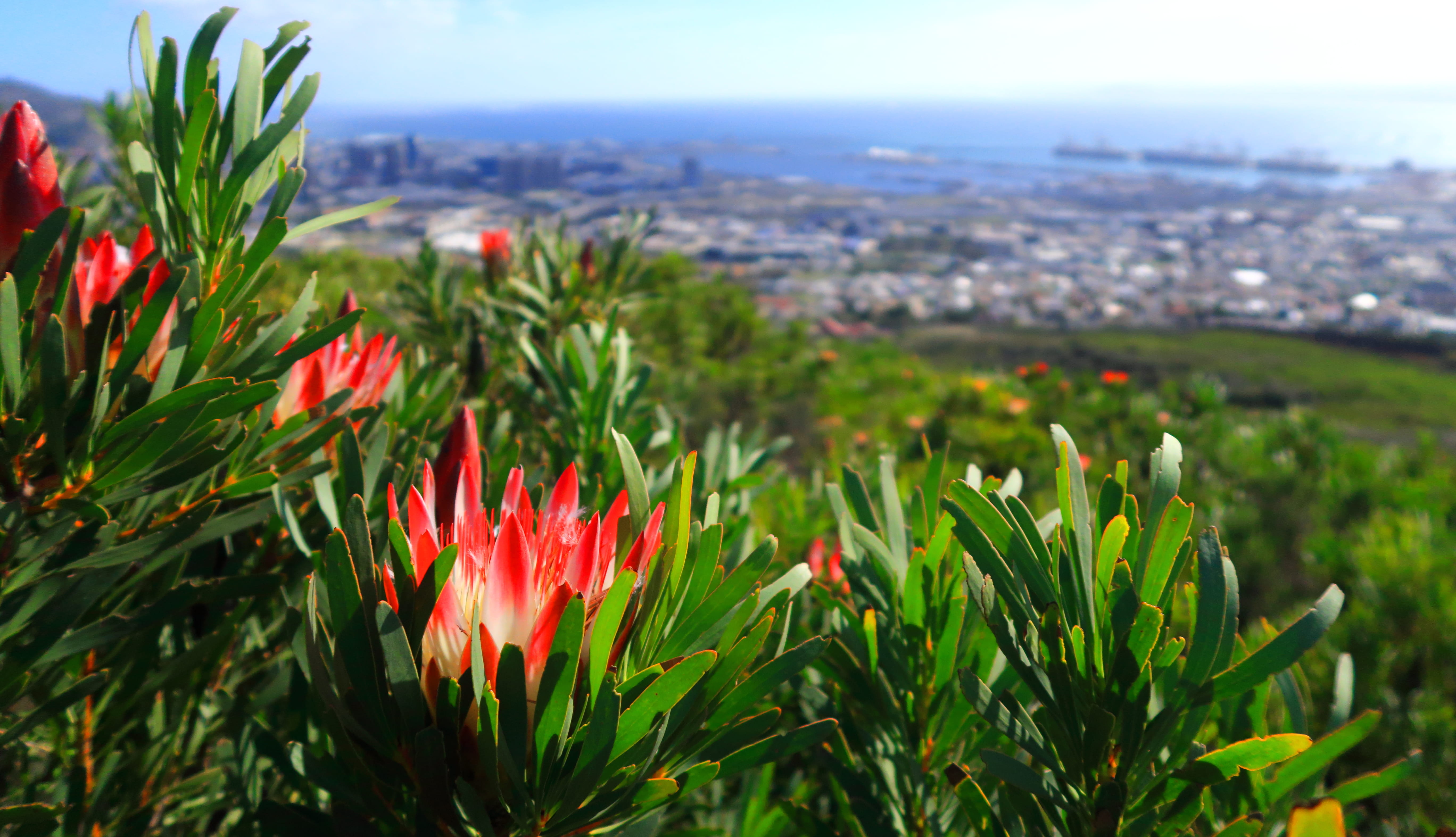 south africa, cape town, plant, growth, flower, flowering plant