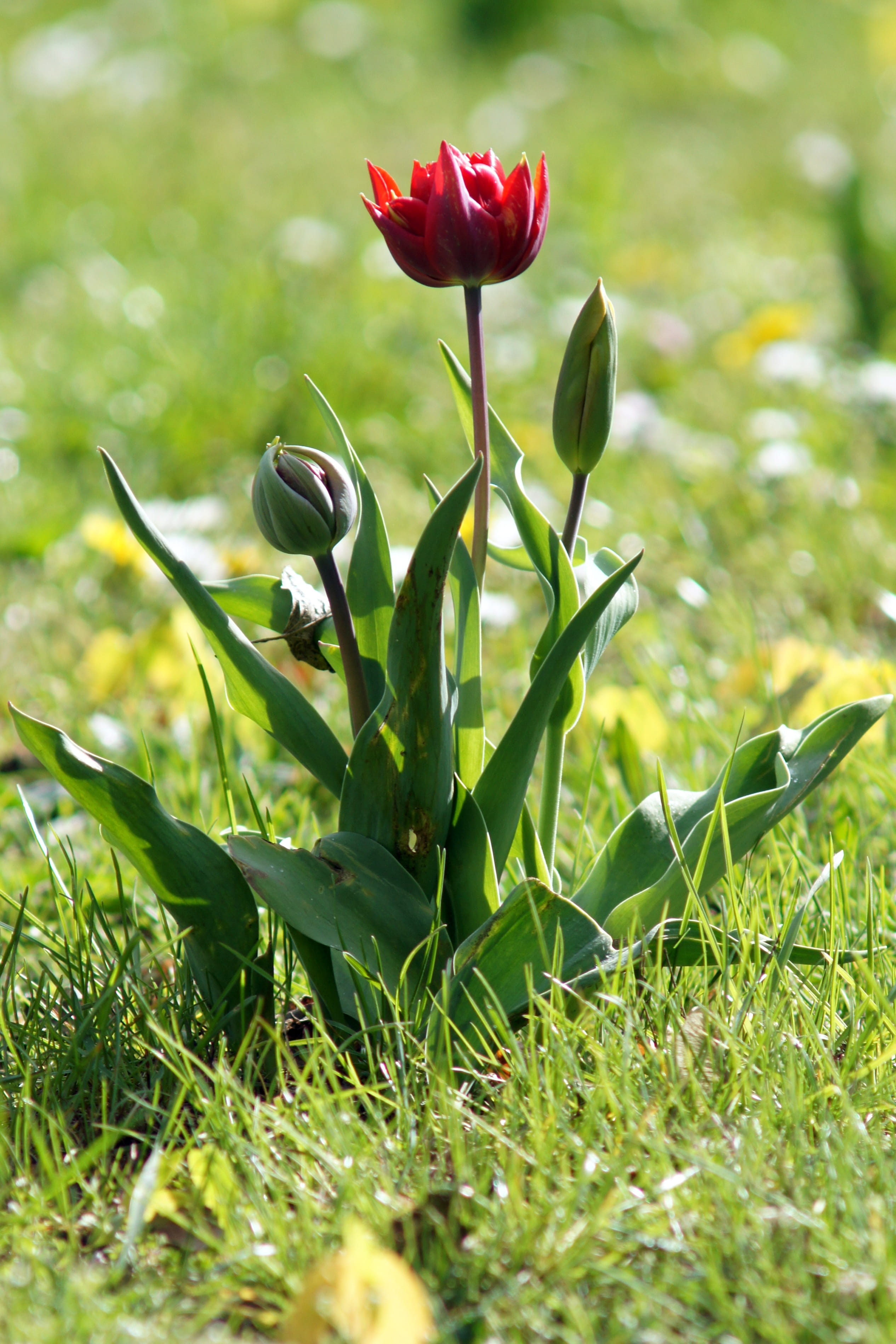 nature, flowers, macro, summer, spring, plant, flora, garden