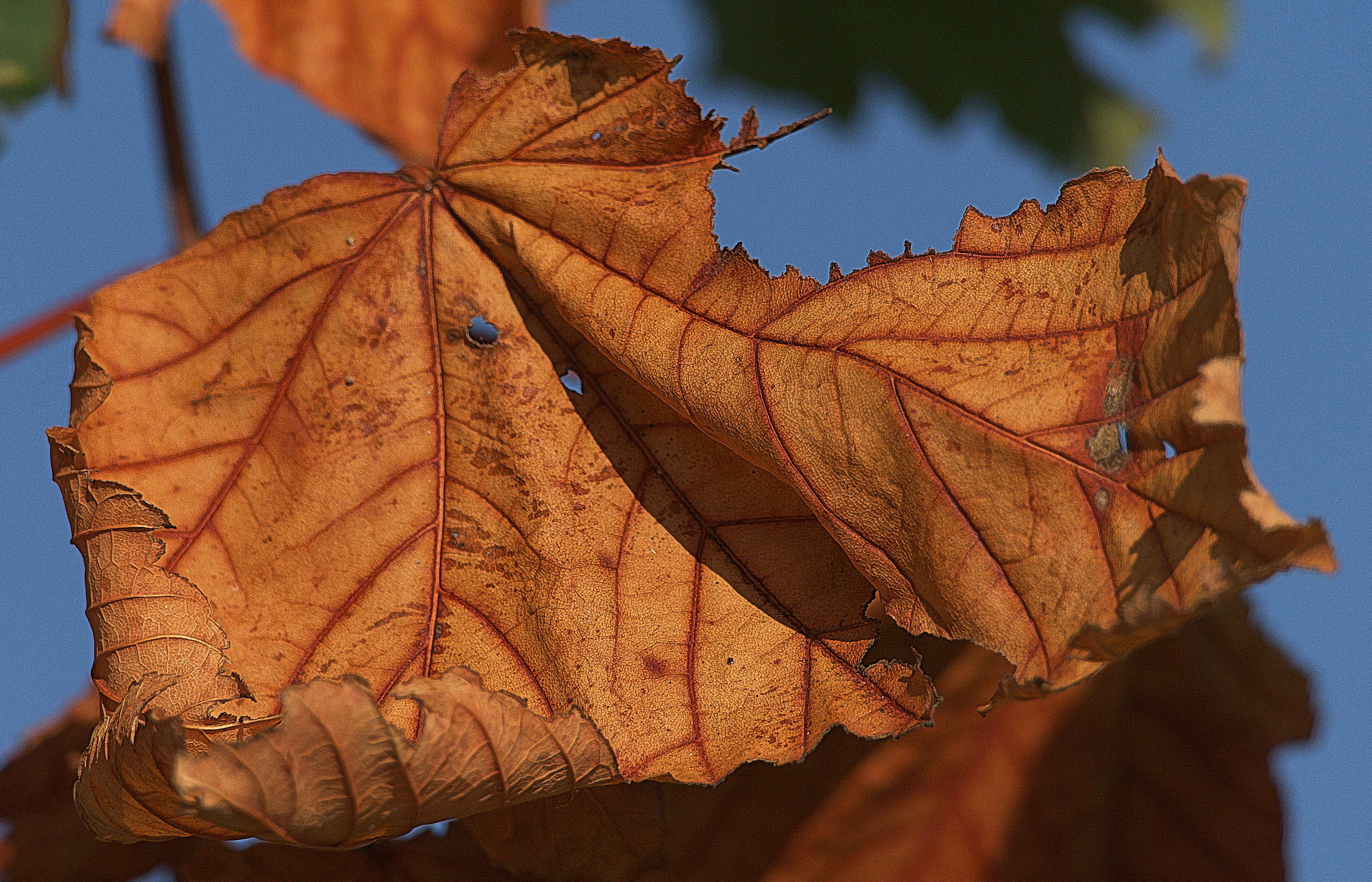 maple leaf, dry, leaf coloring, sunlight, illuminated, backlighting