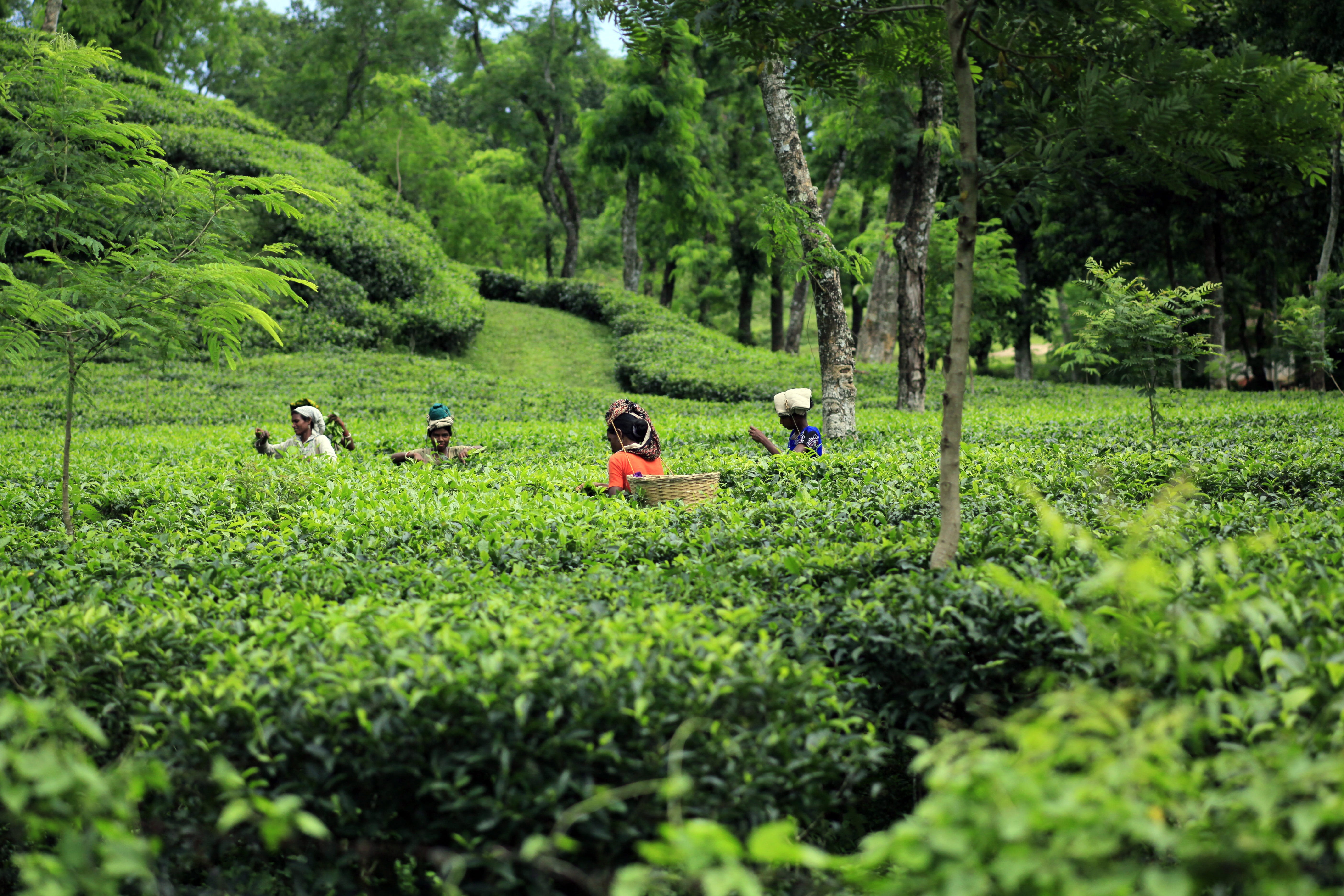 bangladesh, tea, garden, plant, green color, tree, growth, land