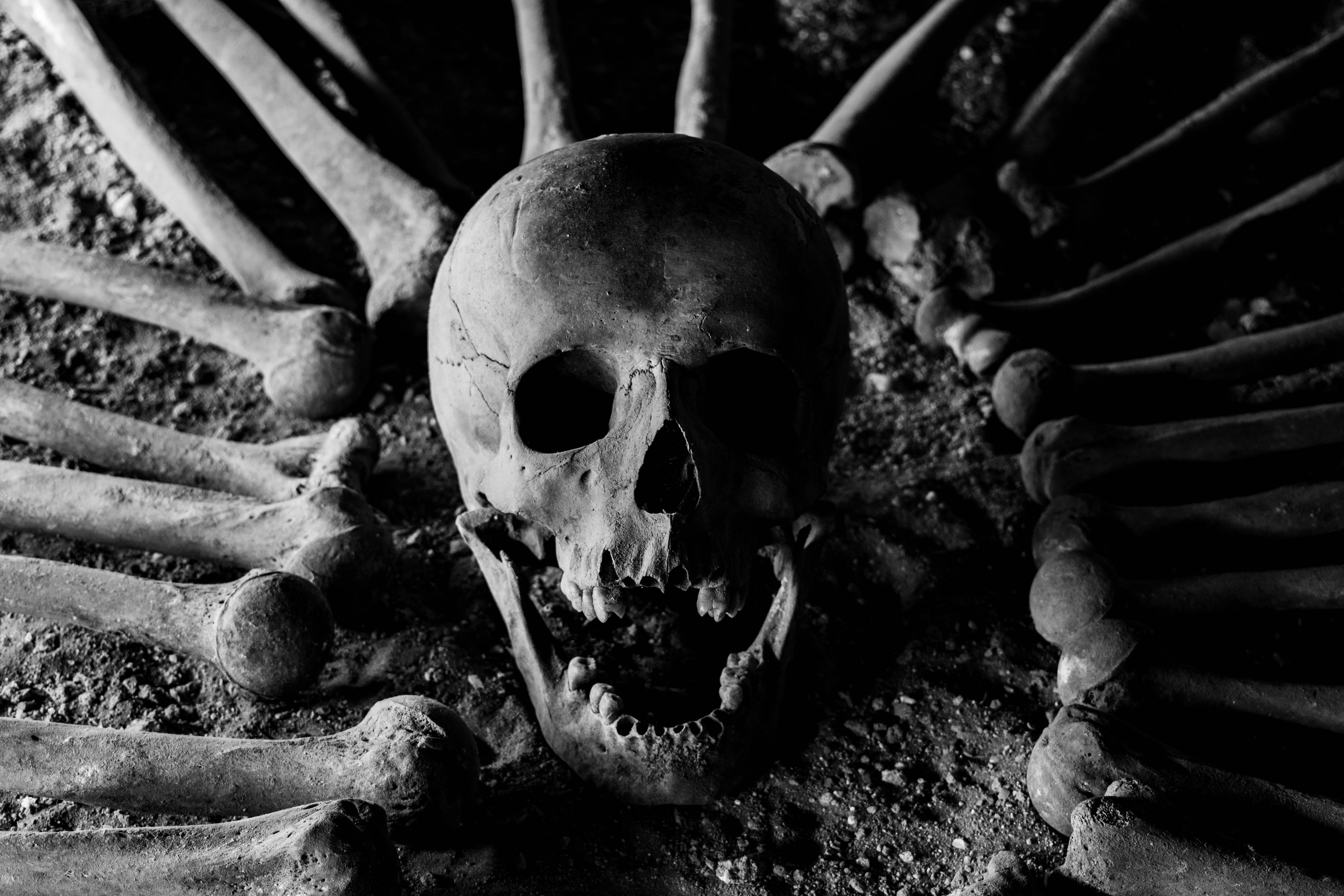 bones, skull, skeleton, death, danger, halloween, horror, dark