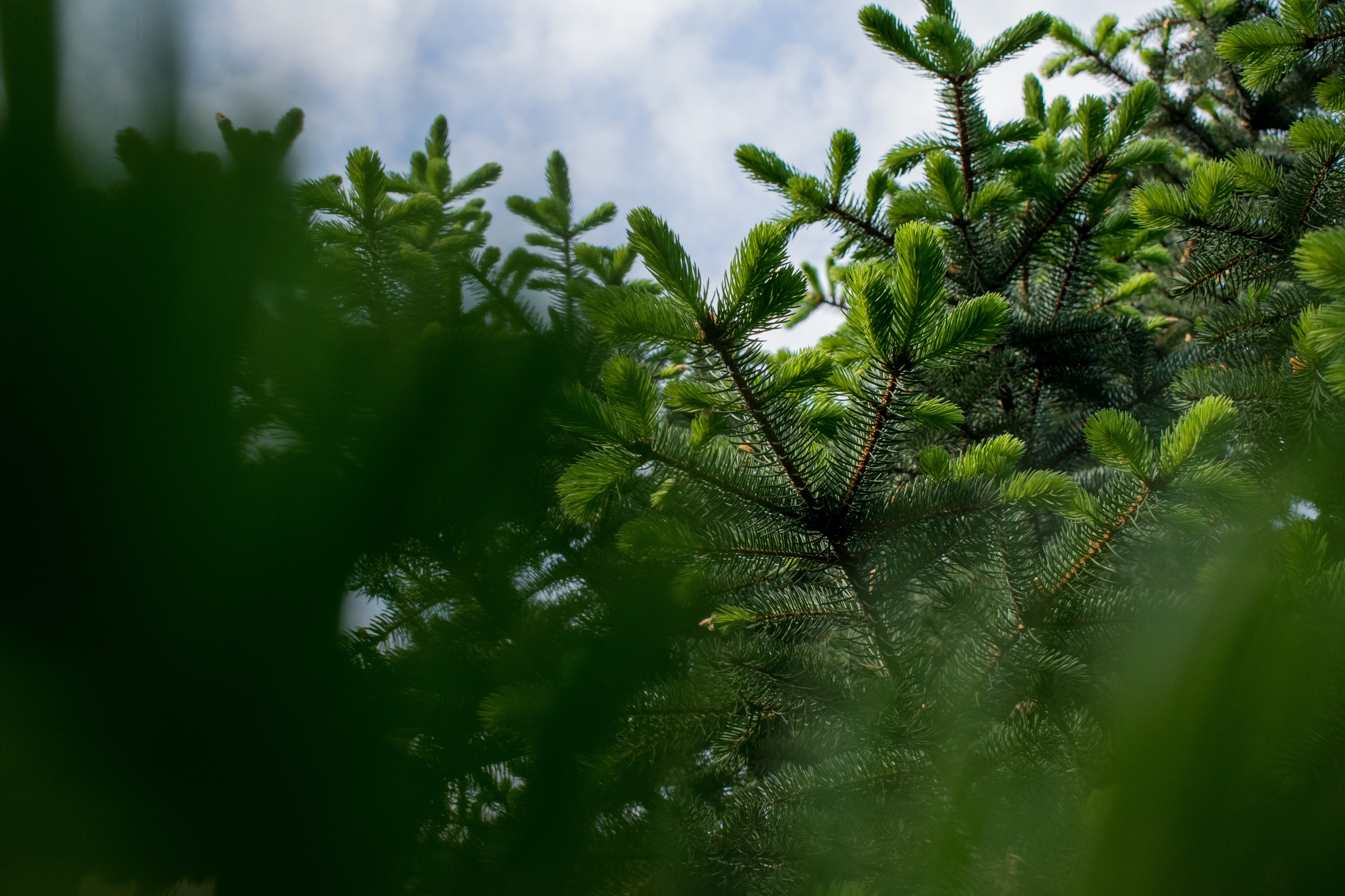 tree, pine, trees, pine tree, pine trees, nature, background