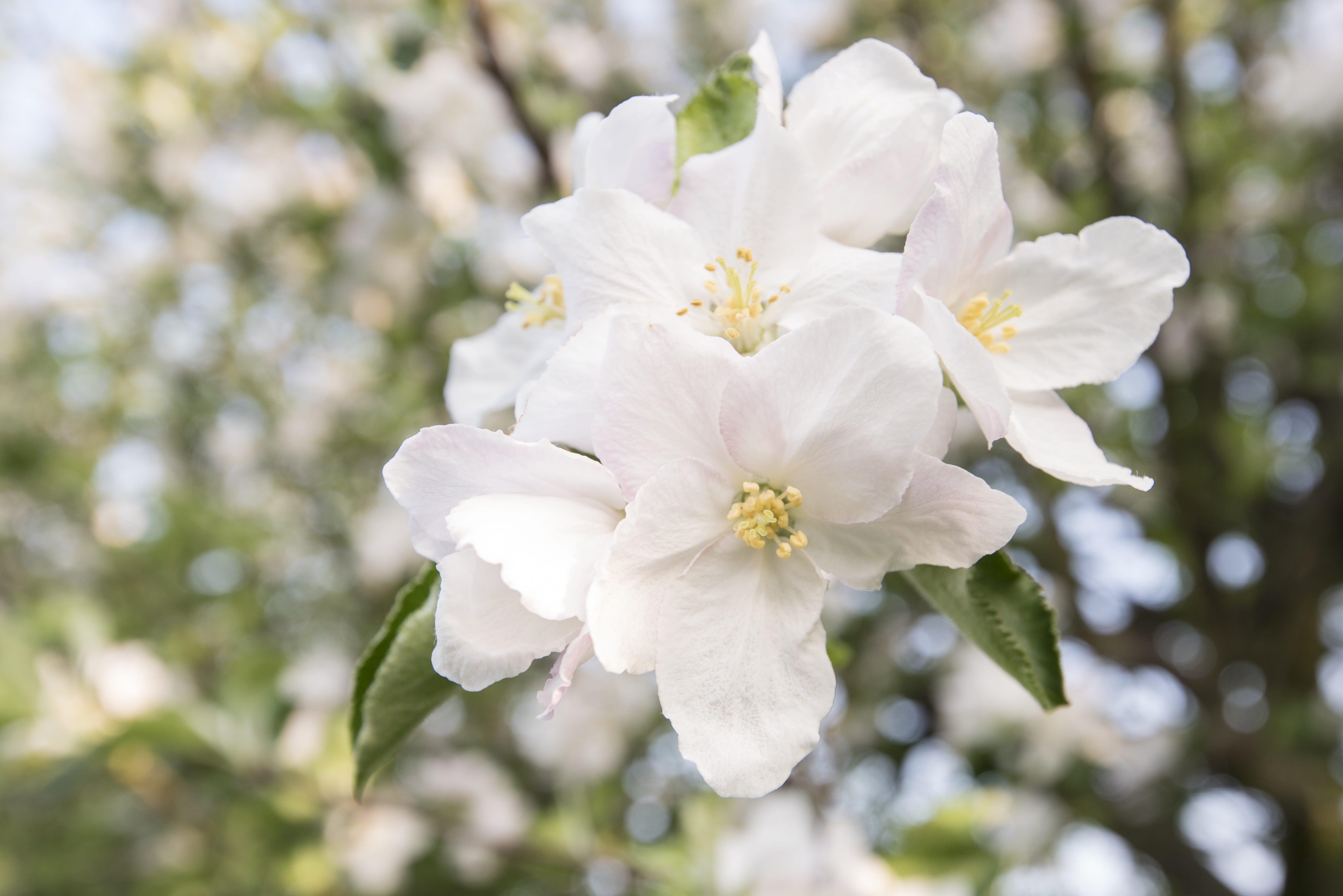 cherry blossom, cherries, cherry tree, spring, flowering twig