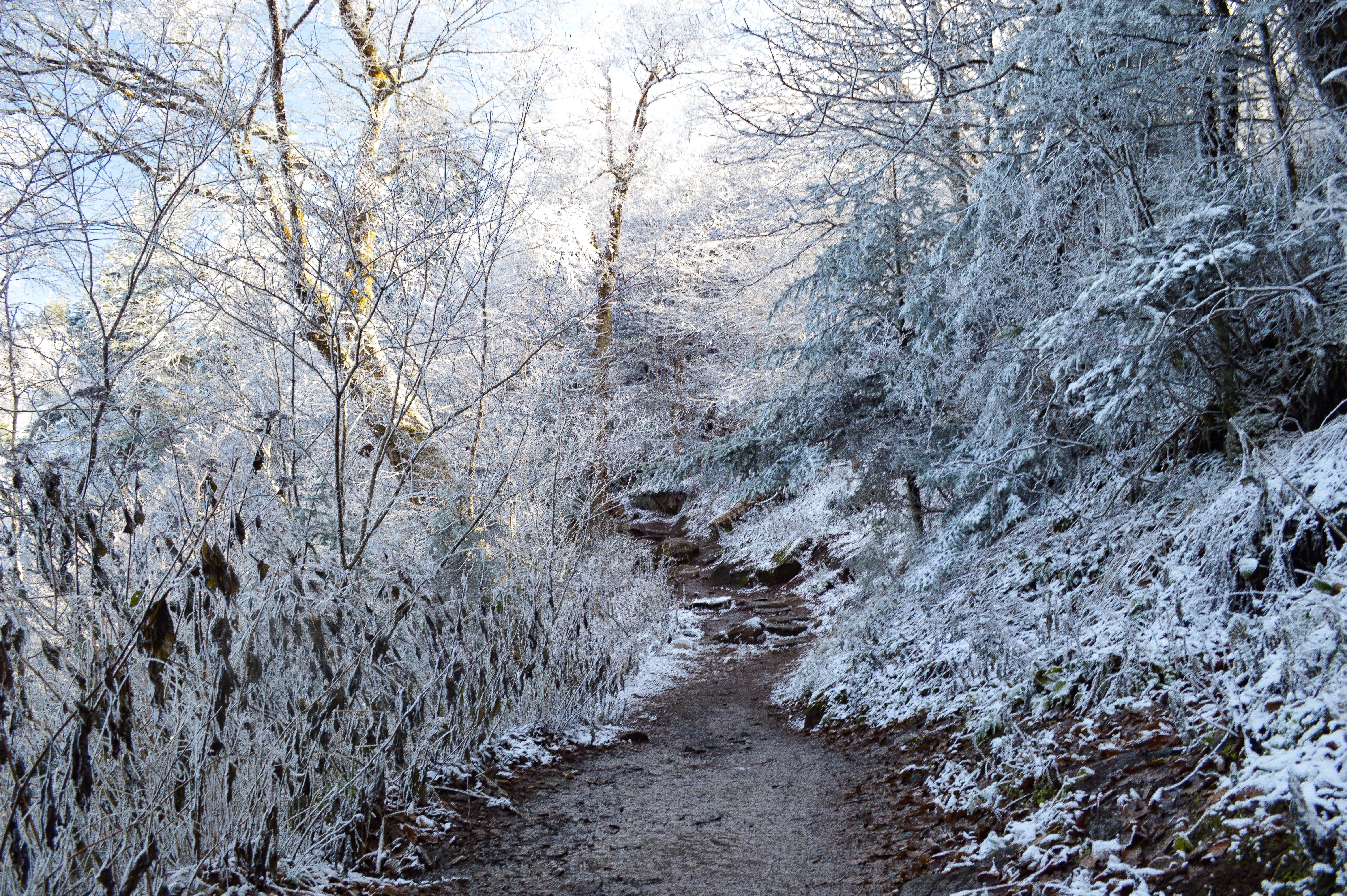 united states, great smoky mountains, snow, nature, lost, hiking