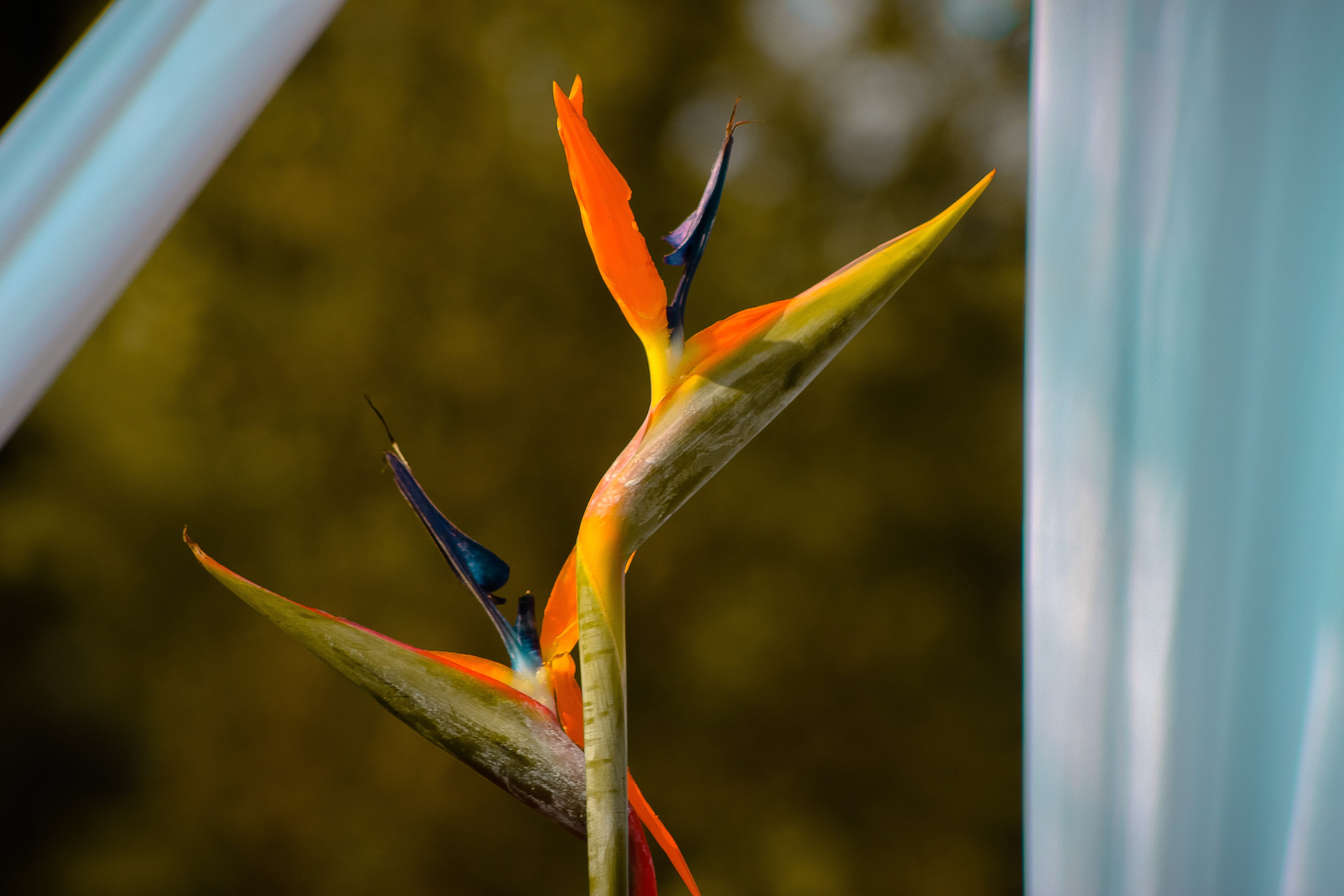 flower, yellow, decor, spring, plant, summer, flora, botany