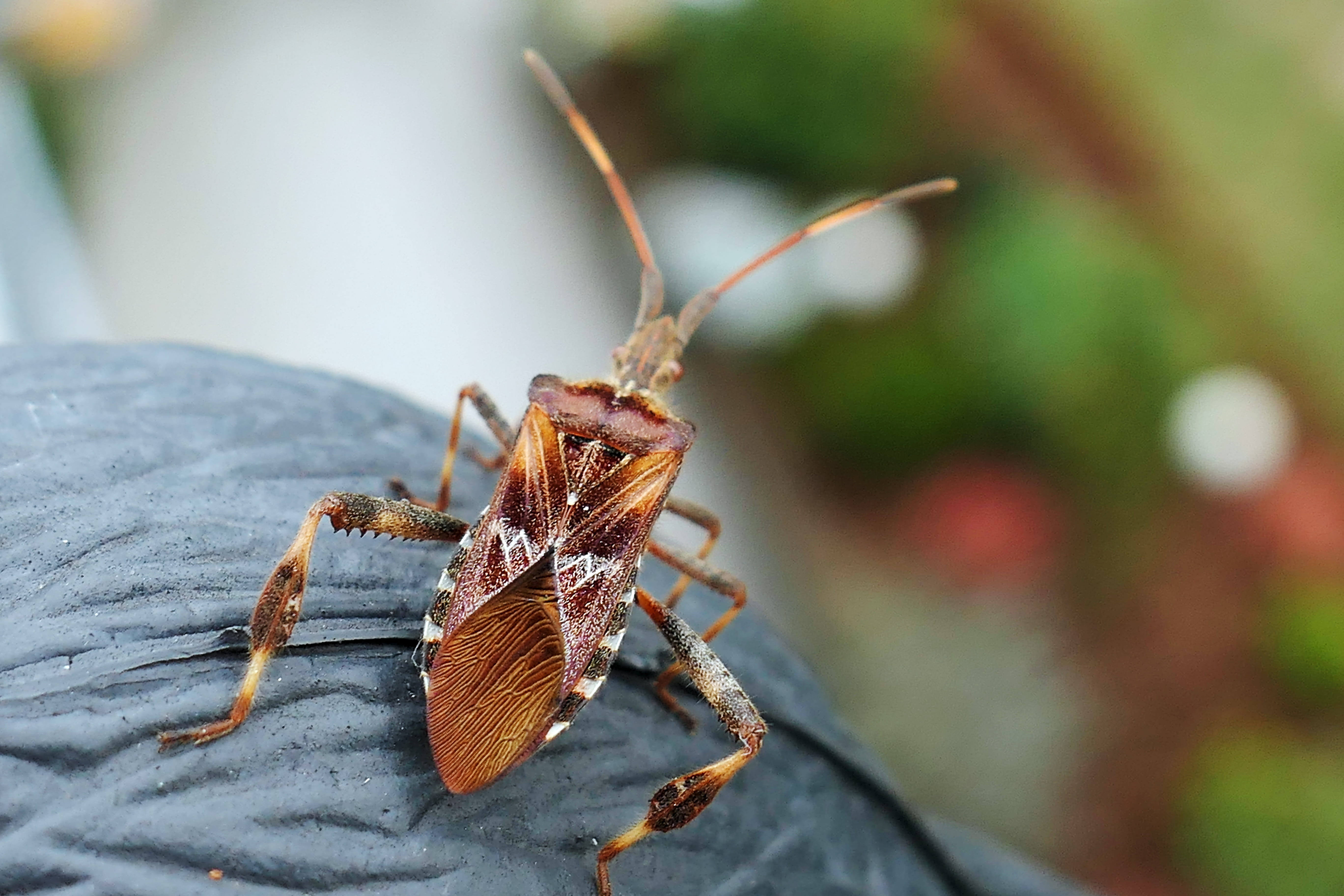 bug, box bug, animal, insect, raubwanze, chinch bugs, strip bug