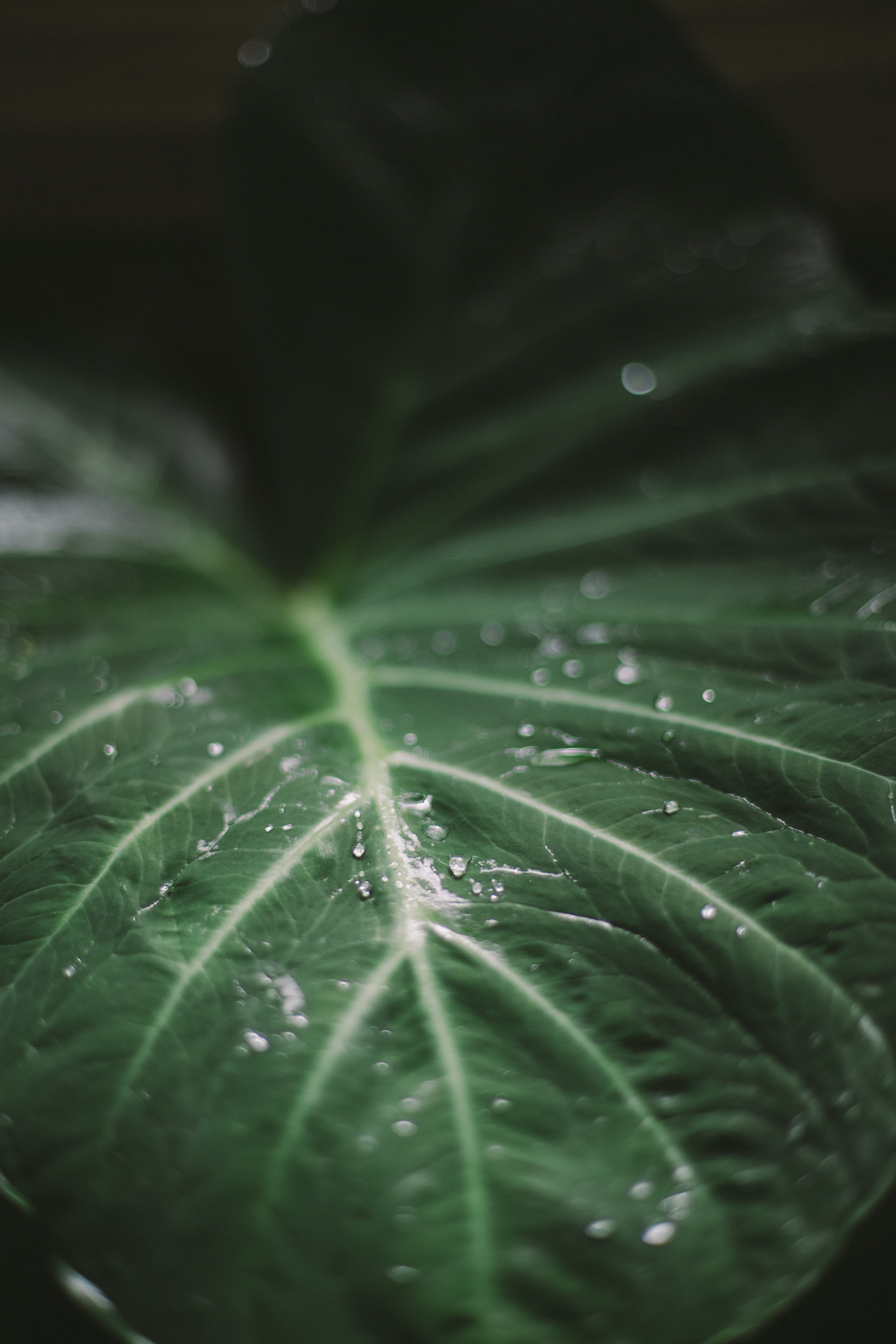 green leaf, greenleaf, raindrop, water, forest, green color