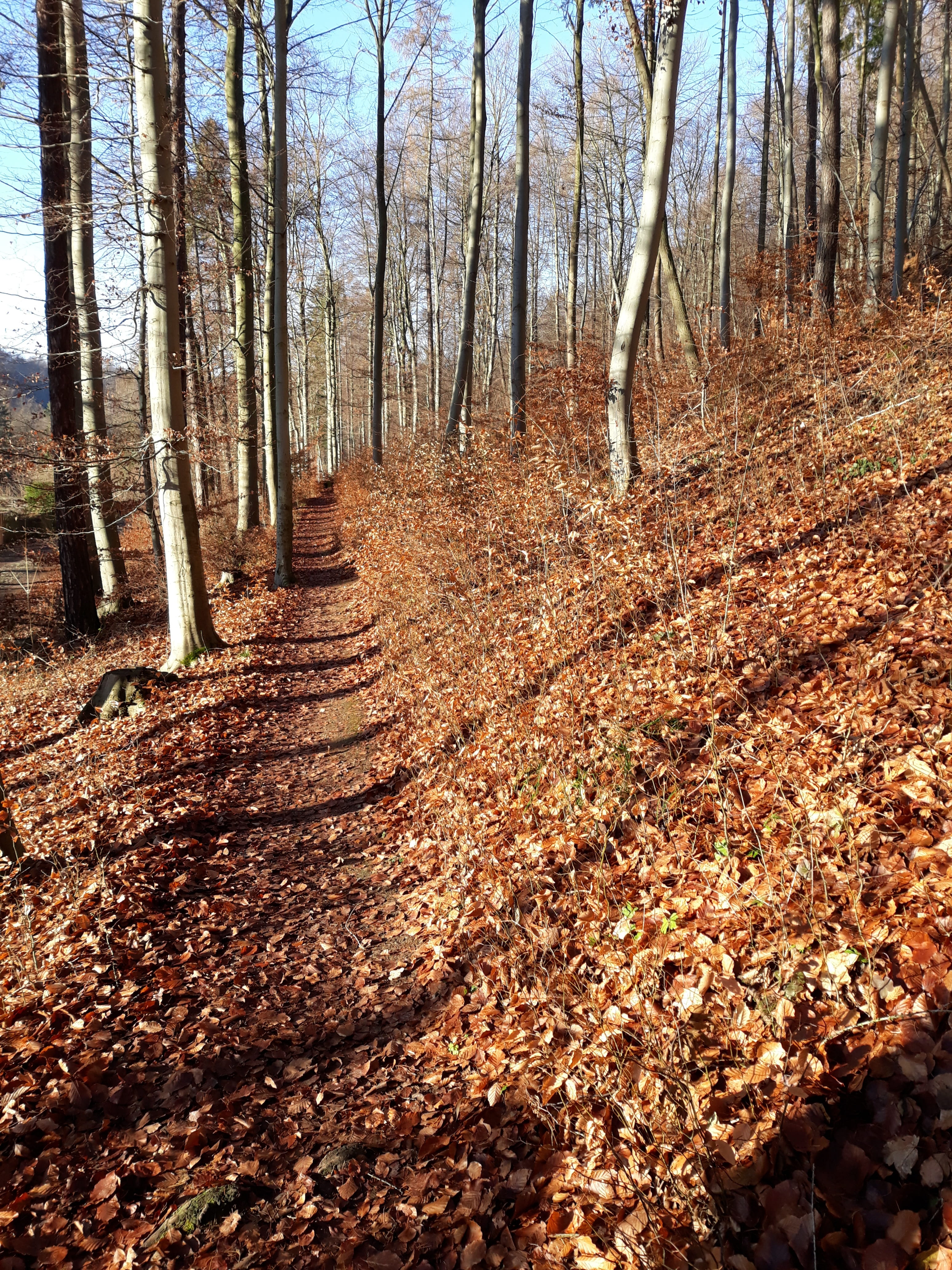 forest, away, leaves, winter, tree, land, trunk, tree trunk