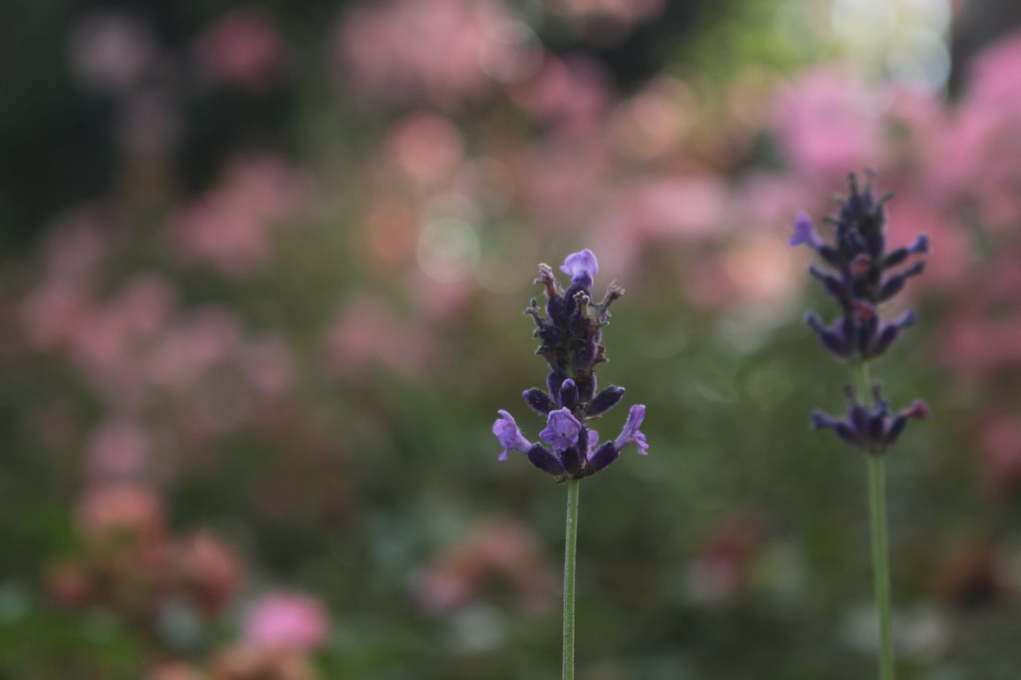 flower, flowering plant, fragility, vulnerability, freshness