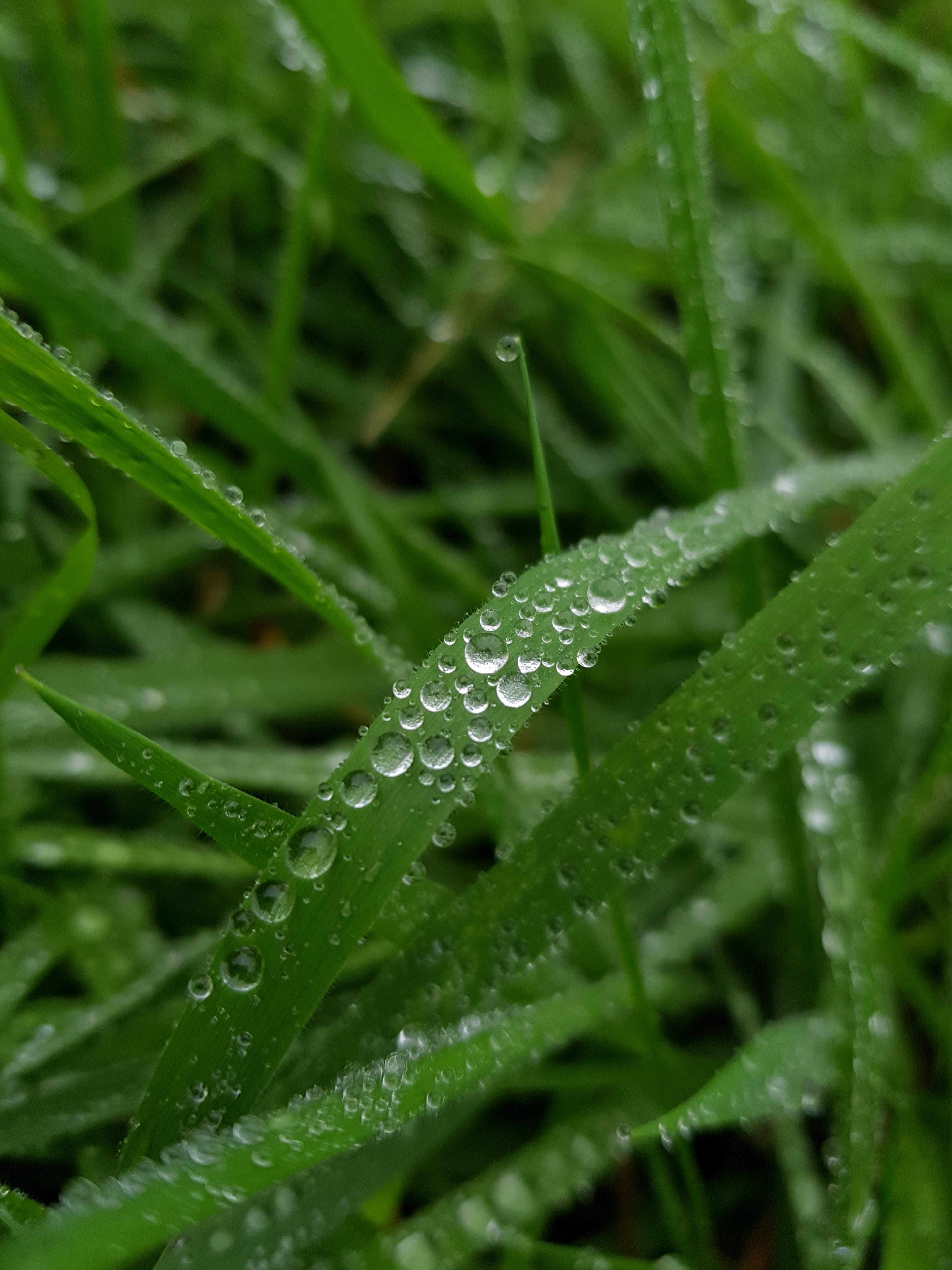 dew, drop, leaf, flora, nature, rain, grass, growth, garden