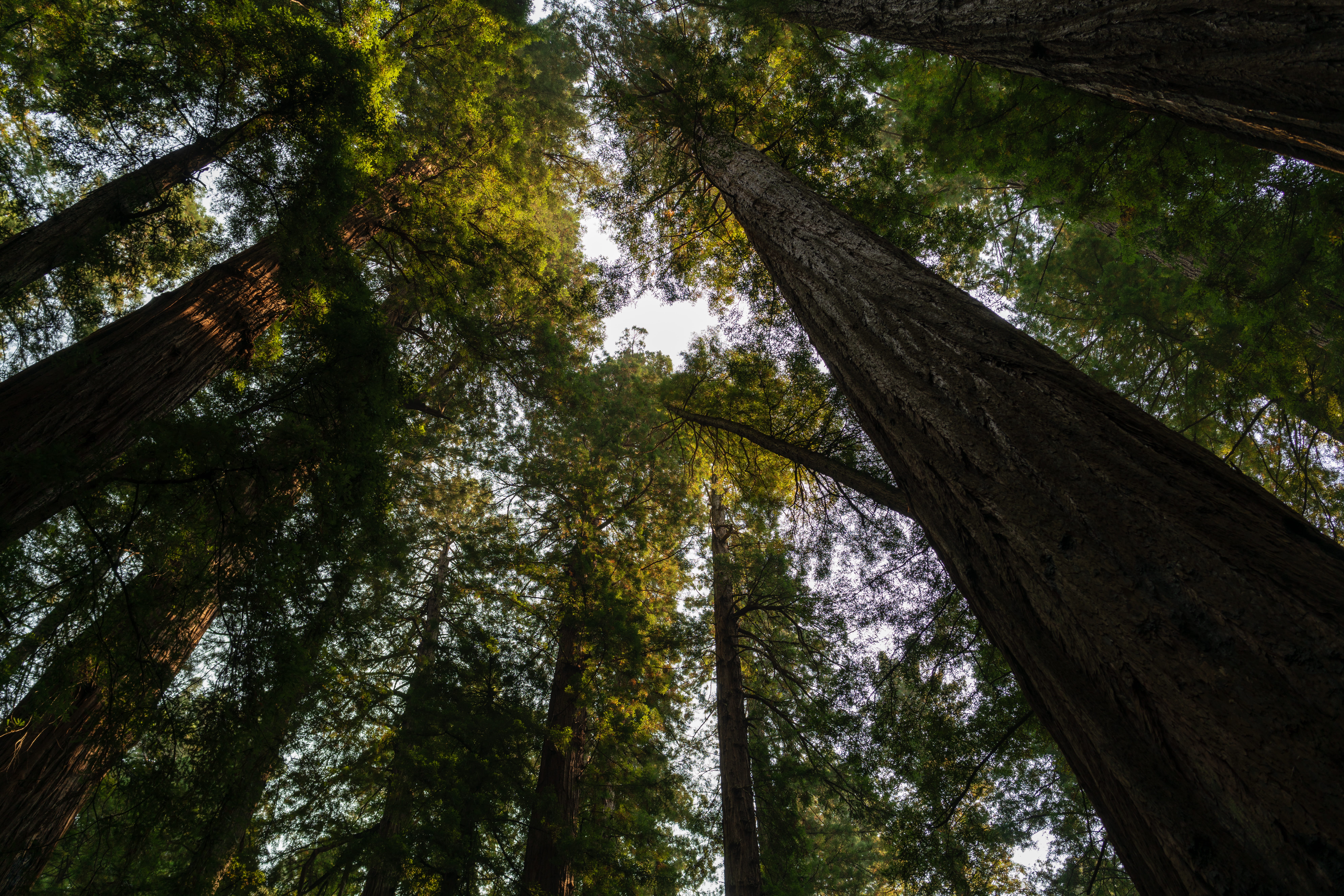 trees during daytime, plant, low angle view, tree trunk, forest