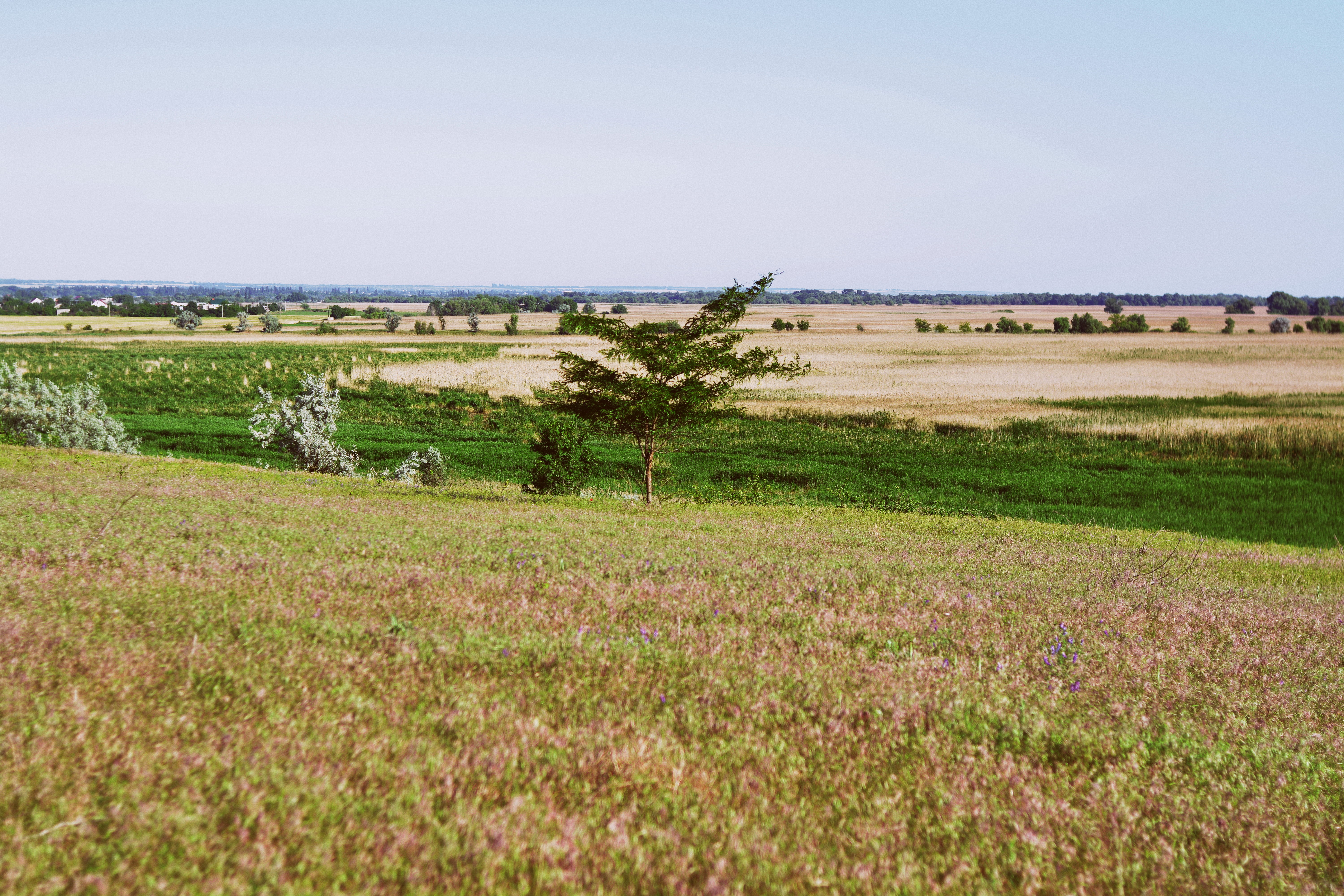 tree, field, landscape, wallpaper, background, minimalism, minimalistic
