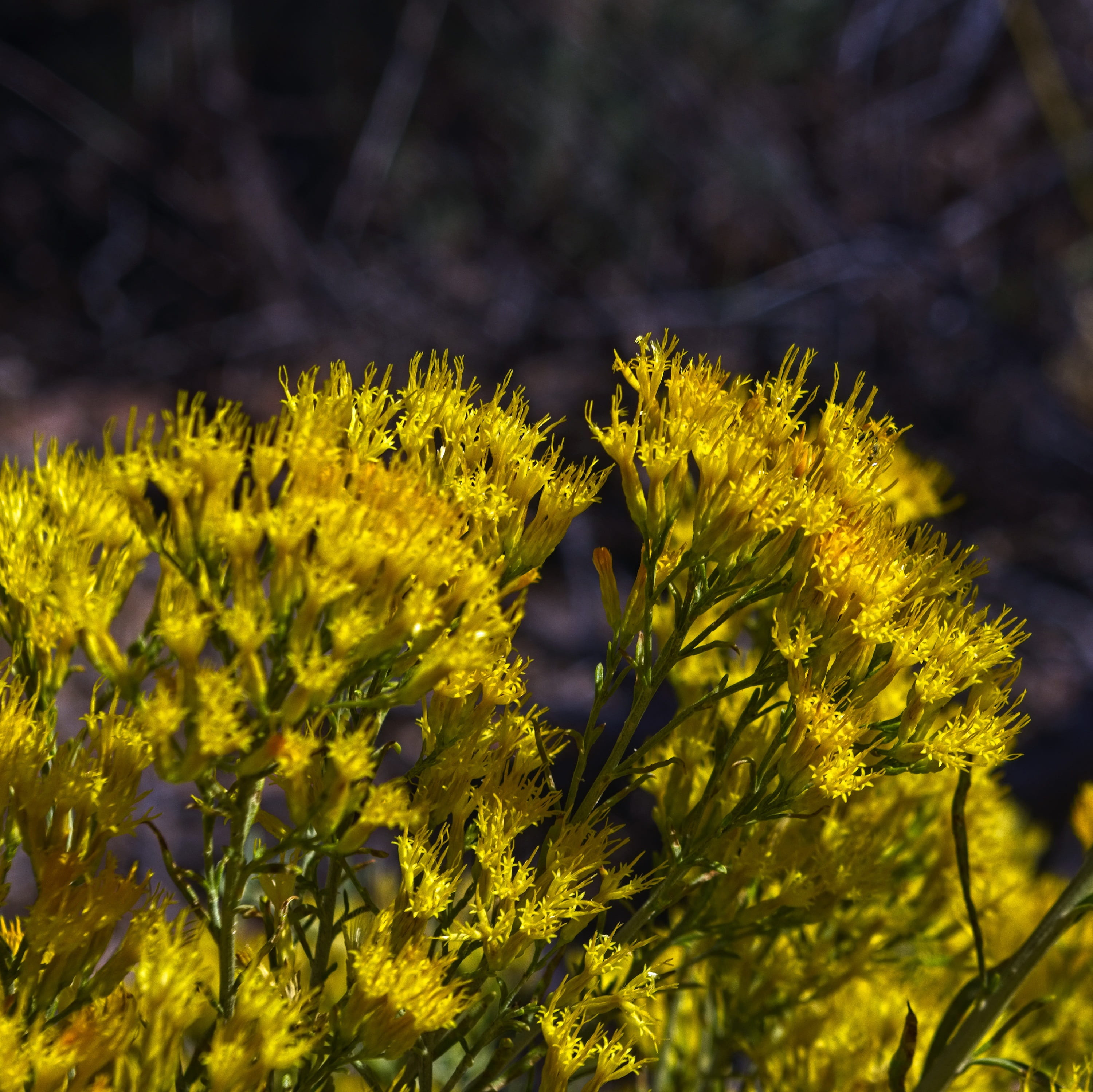 needles district rabbitbrush, desert, chrysothamnus, chamisa shrub