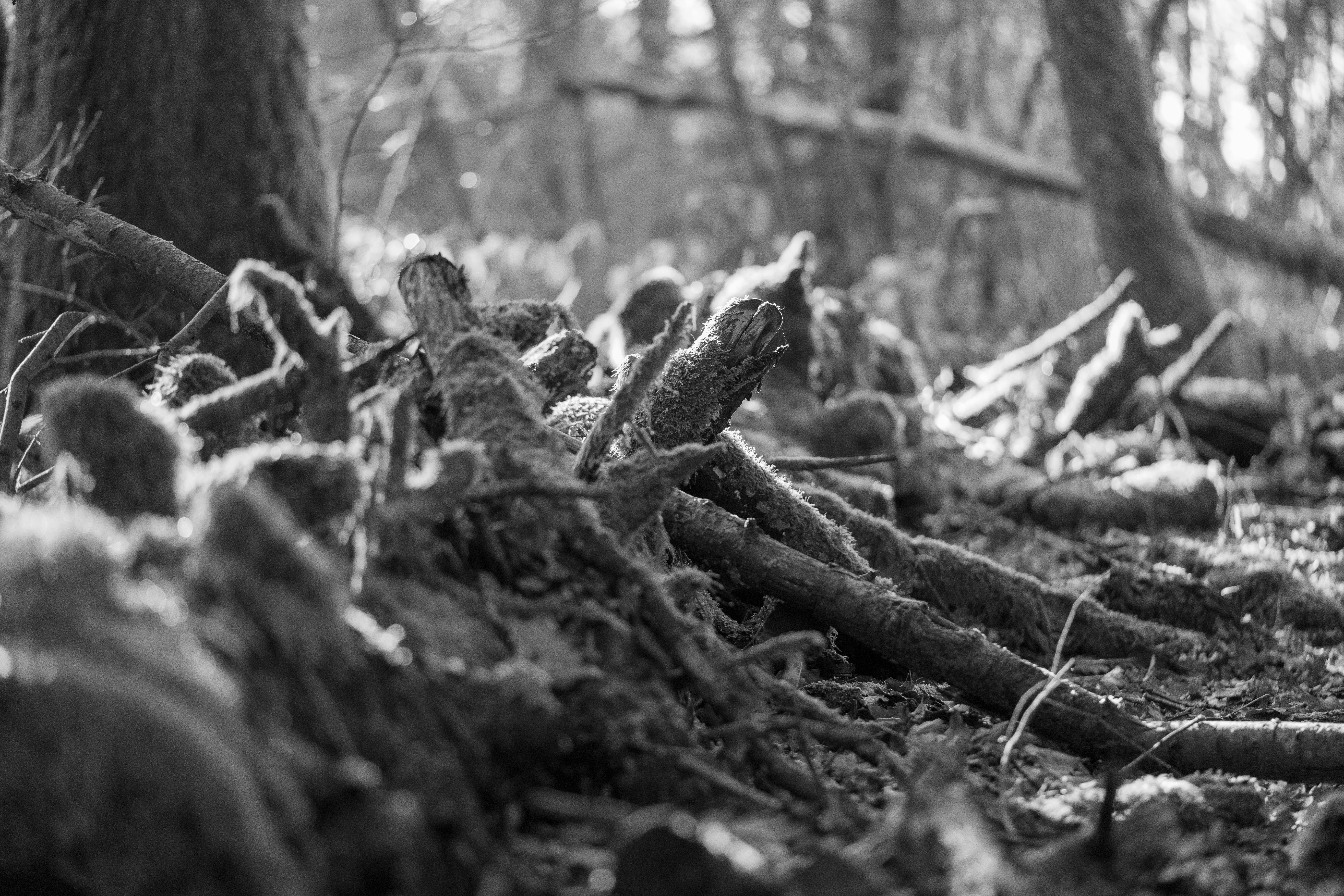 root, plant, tree, tree stump, tree trunk, moss, ivy, ground
