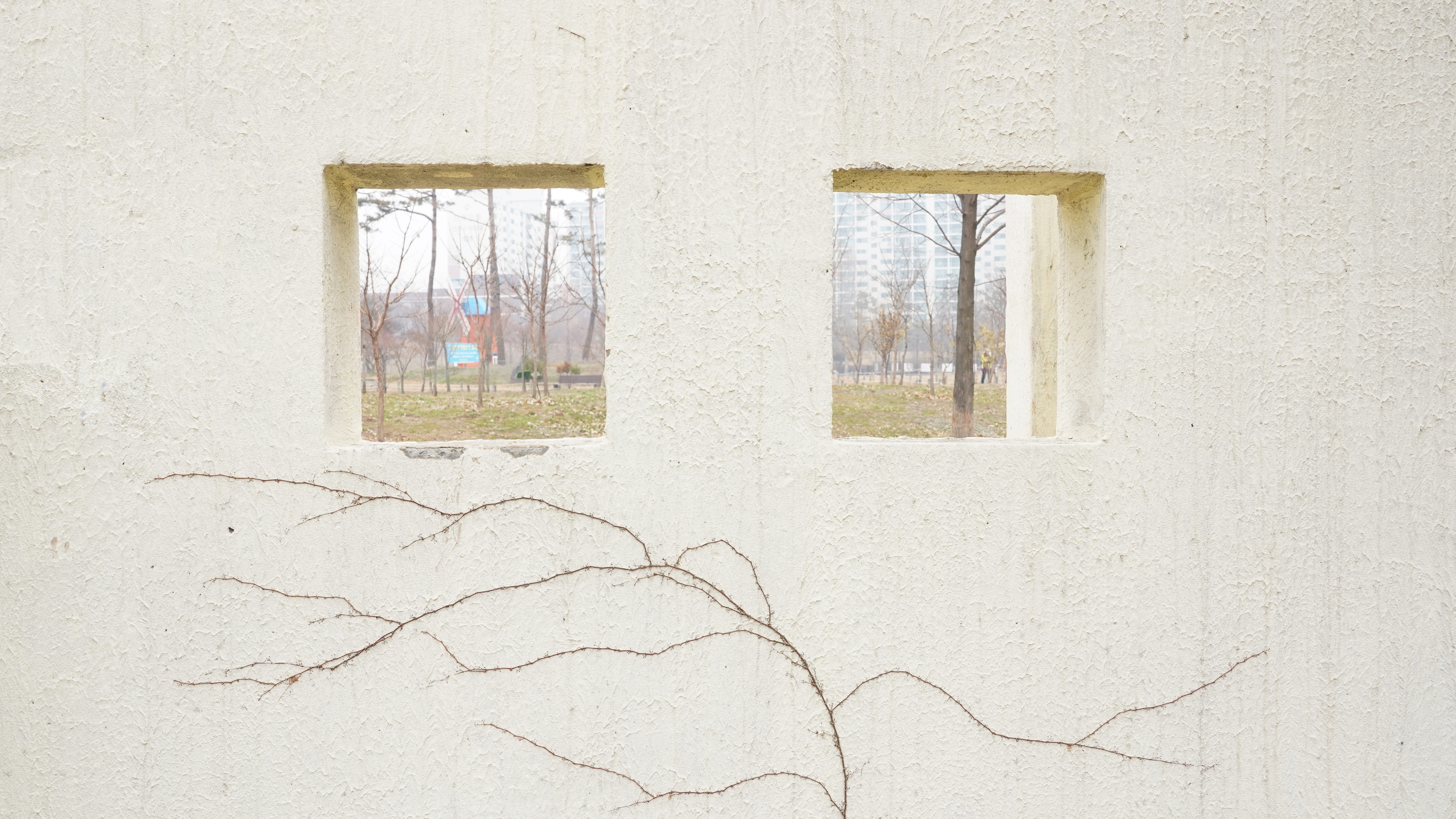 walls, windows, plants, texture, architecture, built structure