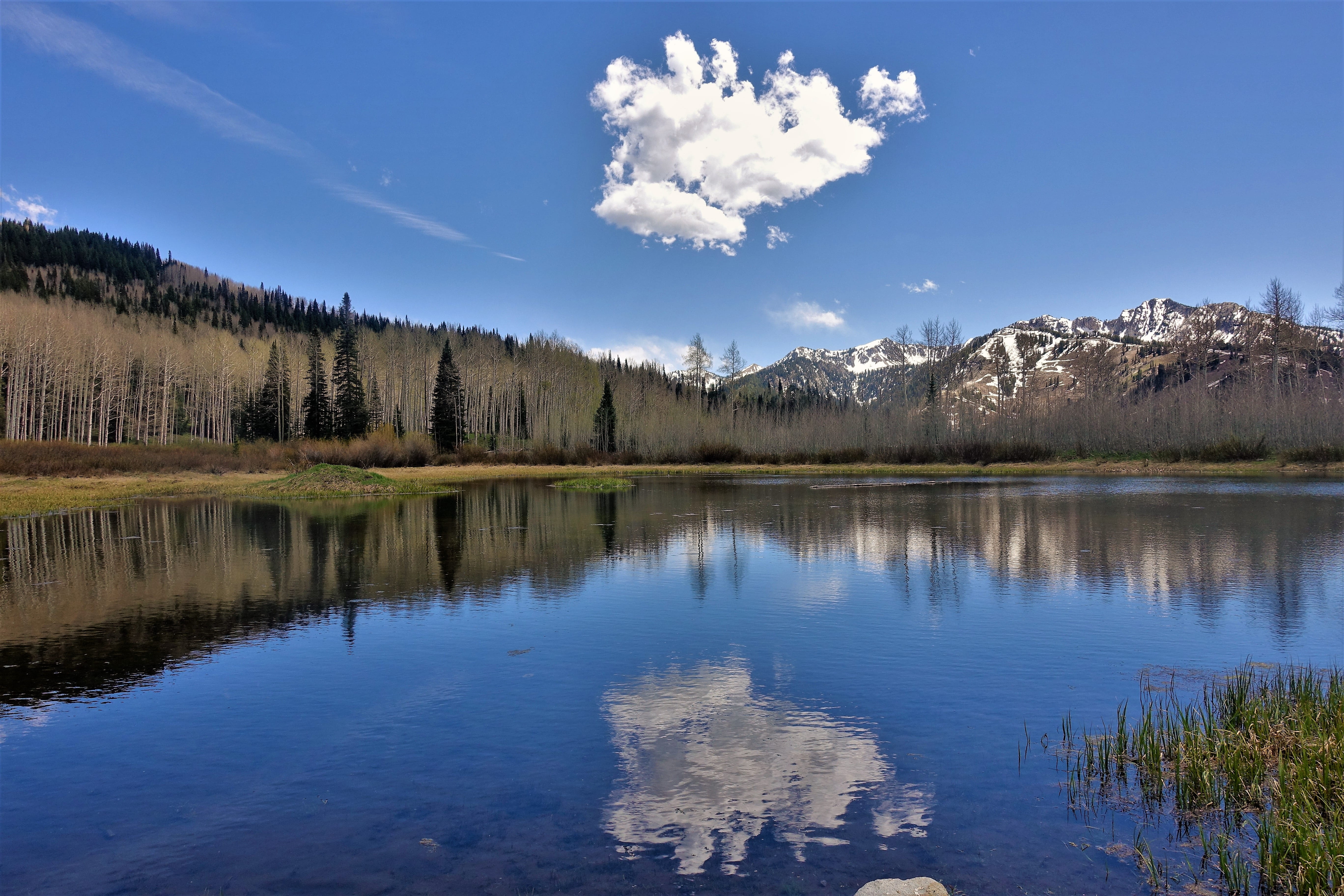 alpine lake, reflection, cloud, hiking, utah, aspen forest