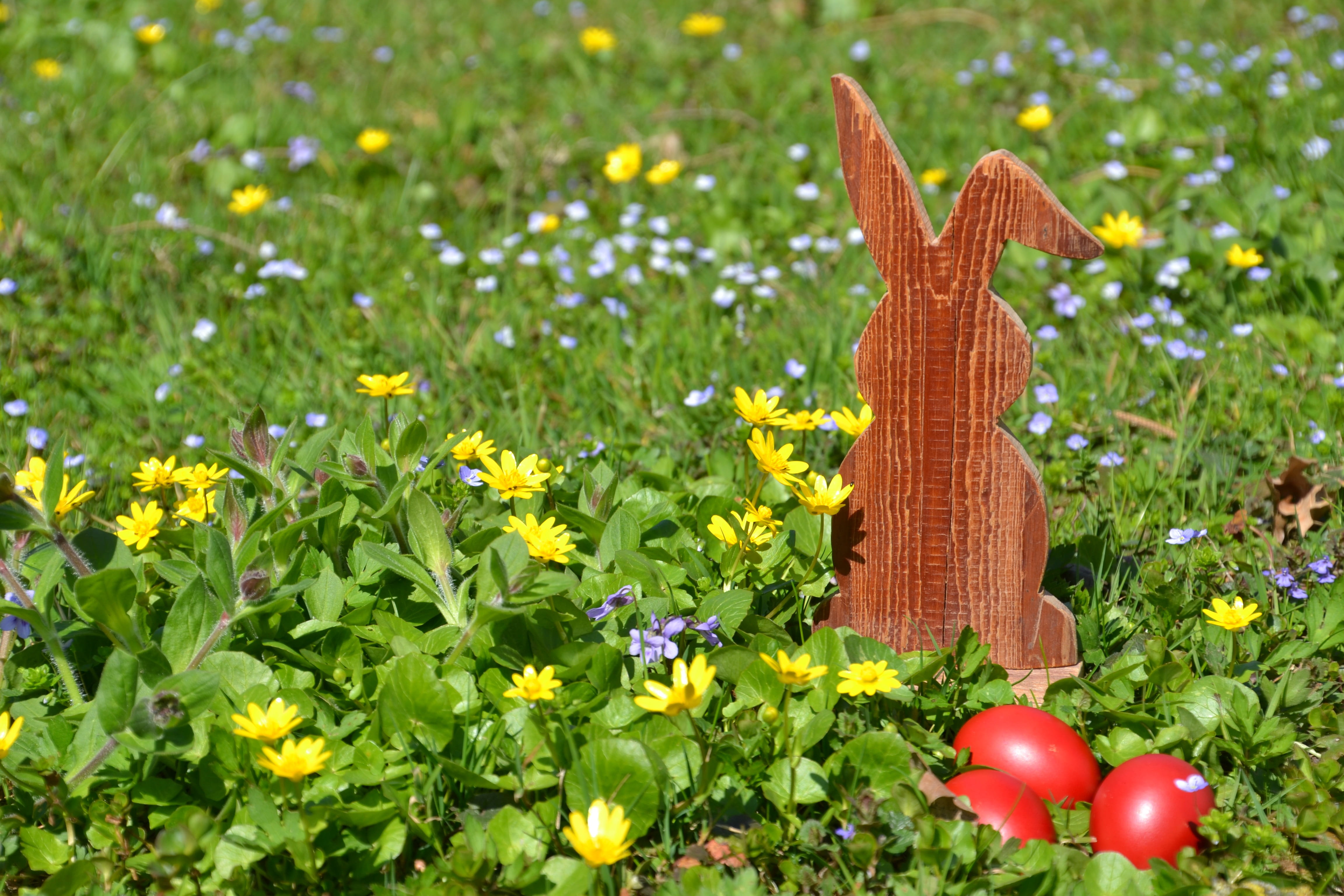 easter, hare, easter bunny, spring, grass, nature, egg, easter theme