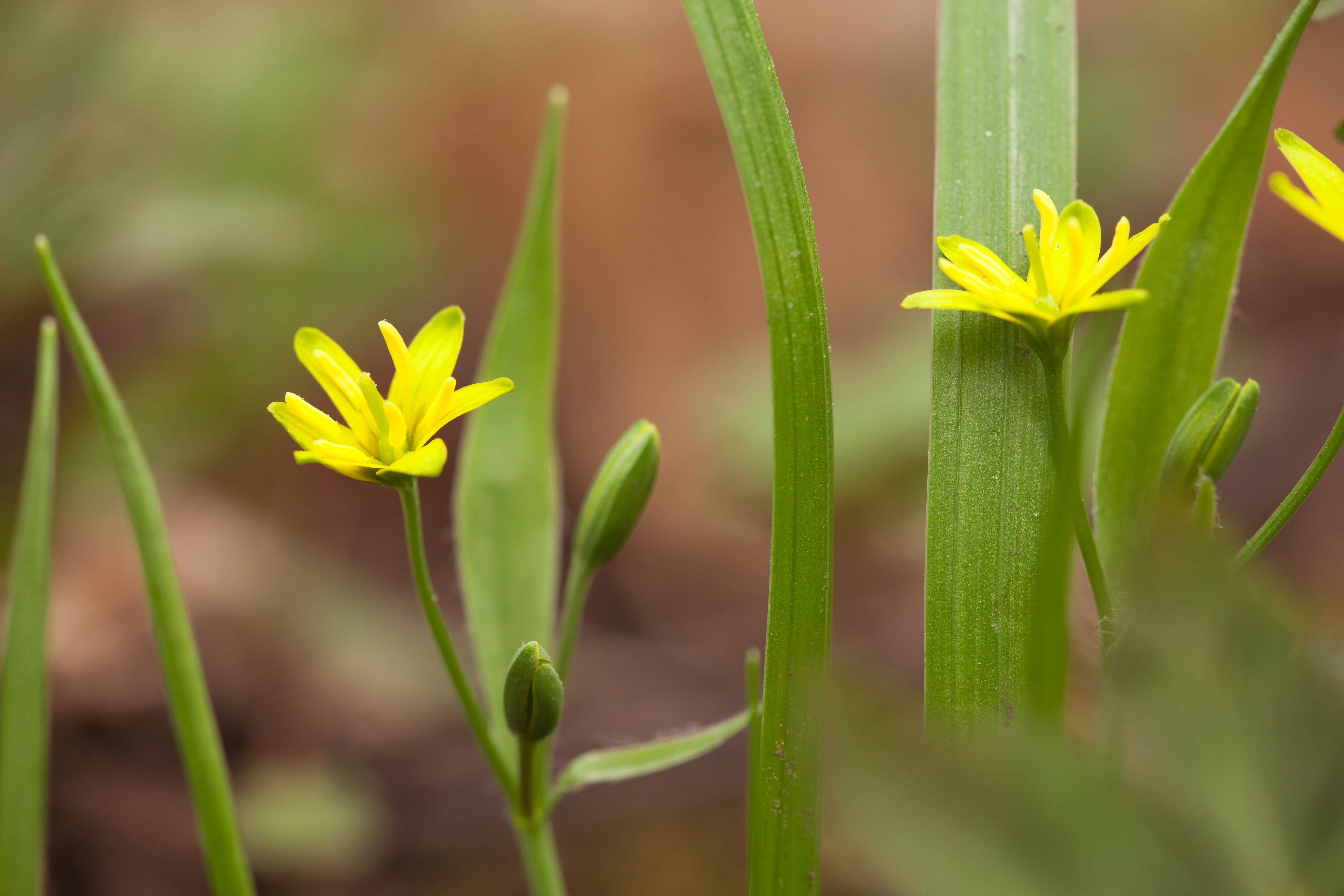spring, flower, flowers, background, focus, closeup, outdoor