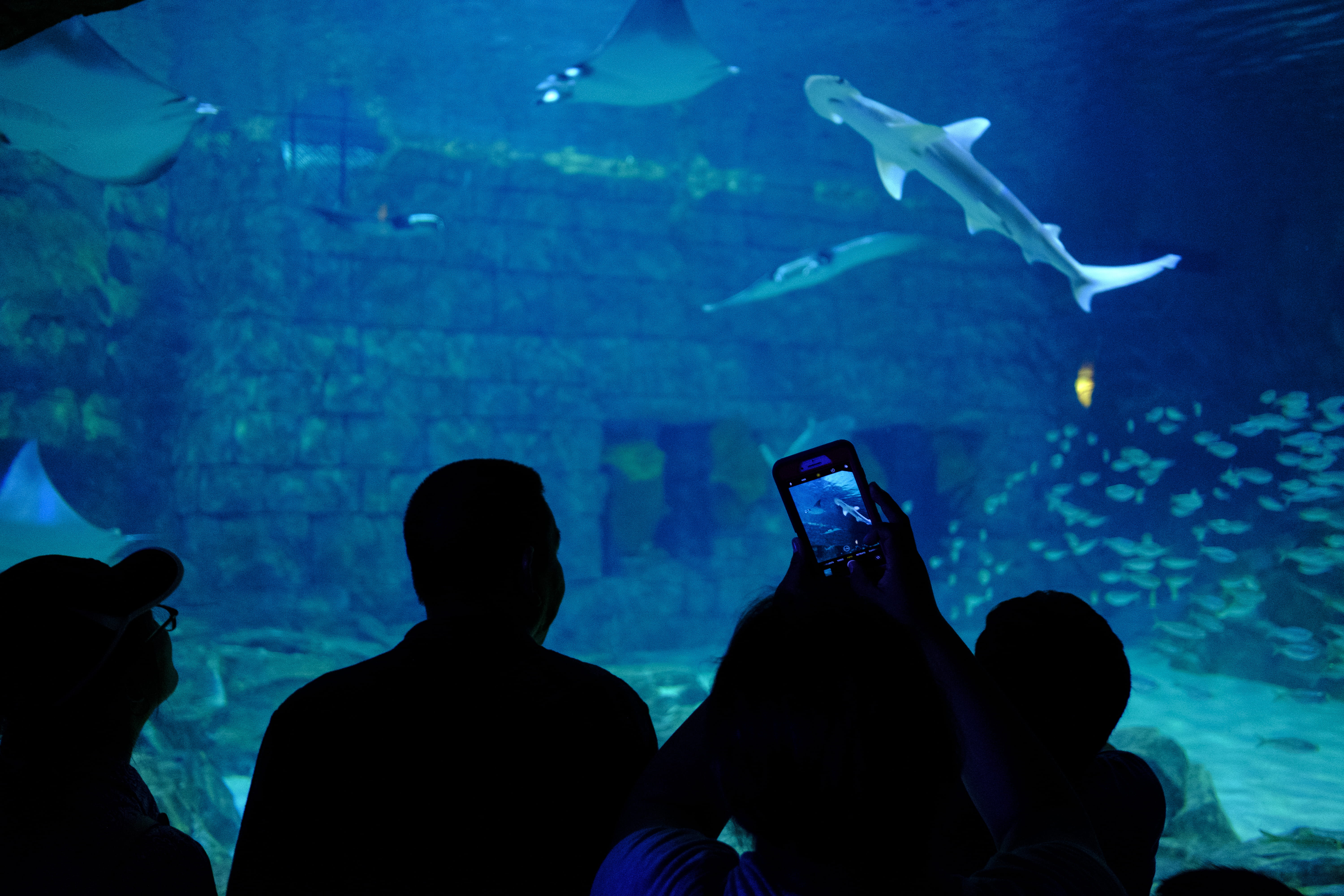 people watching sharks, aquarium, water, sea life, animal, human