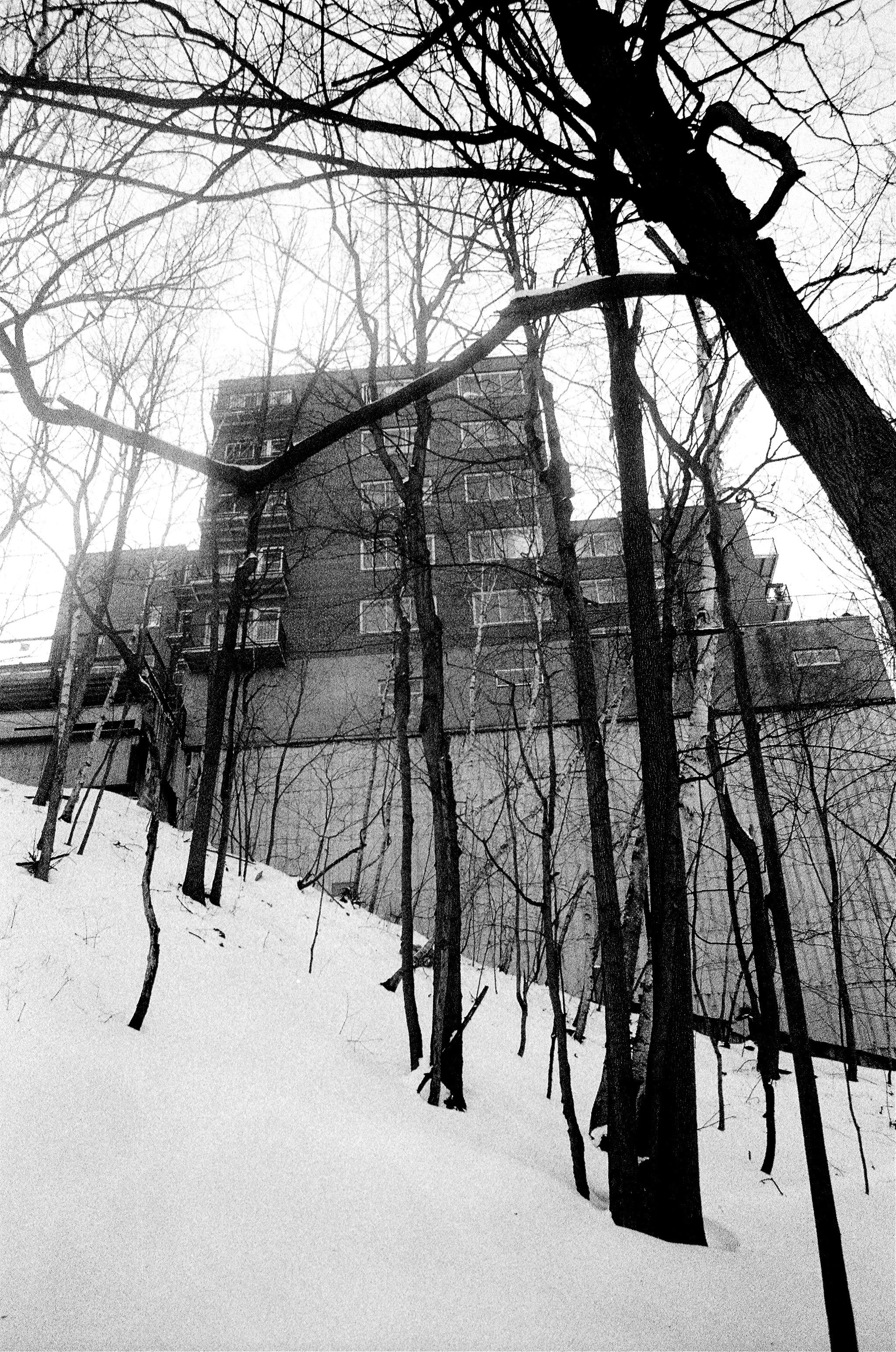 canada, montreal, tree, bare tree, plant, winter, snow, cold temperature