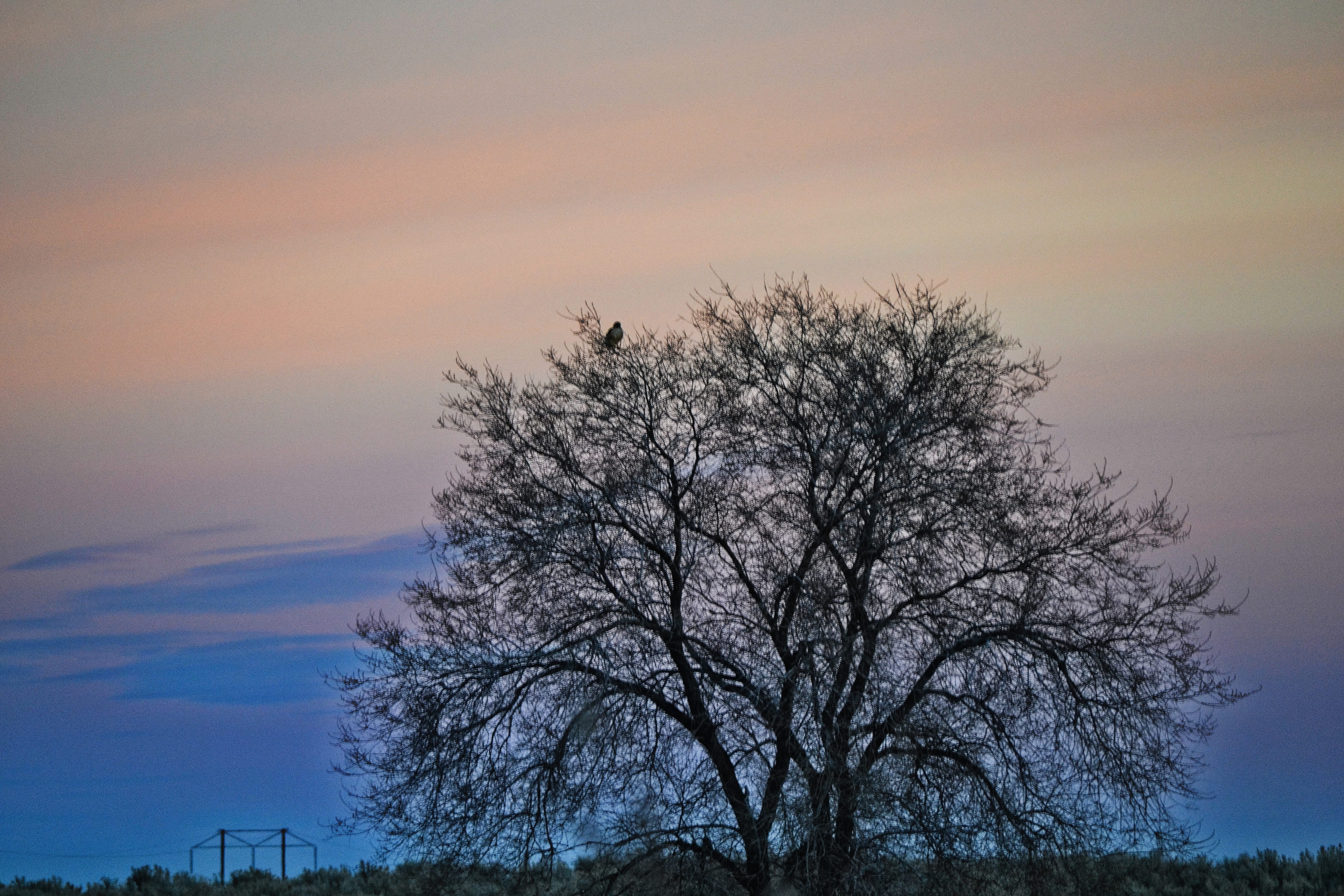 Bare Tree during Sunset, backlit, clouds, dawn, evening, landscape