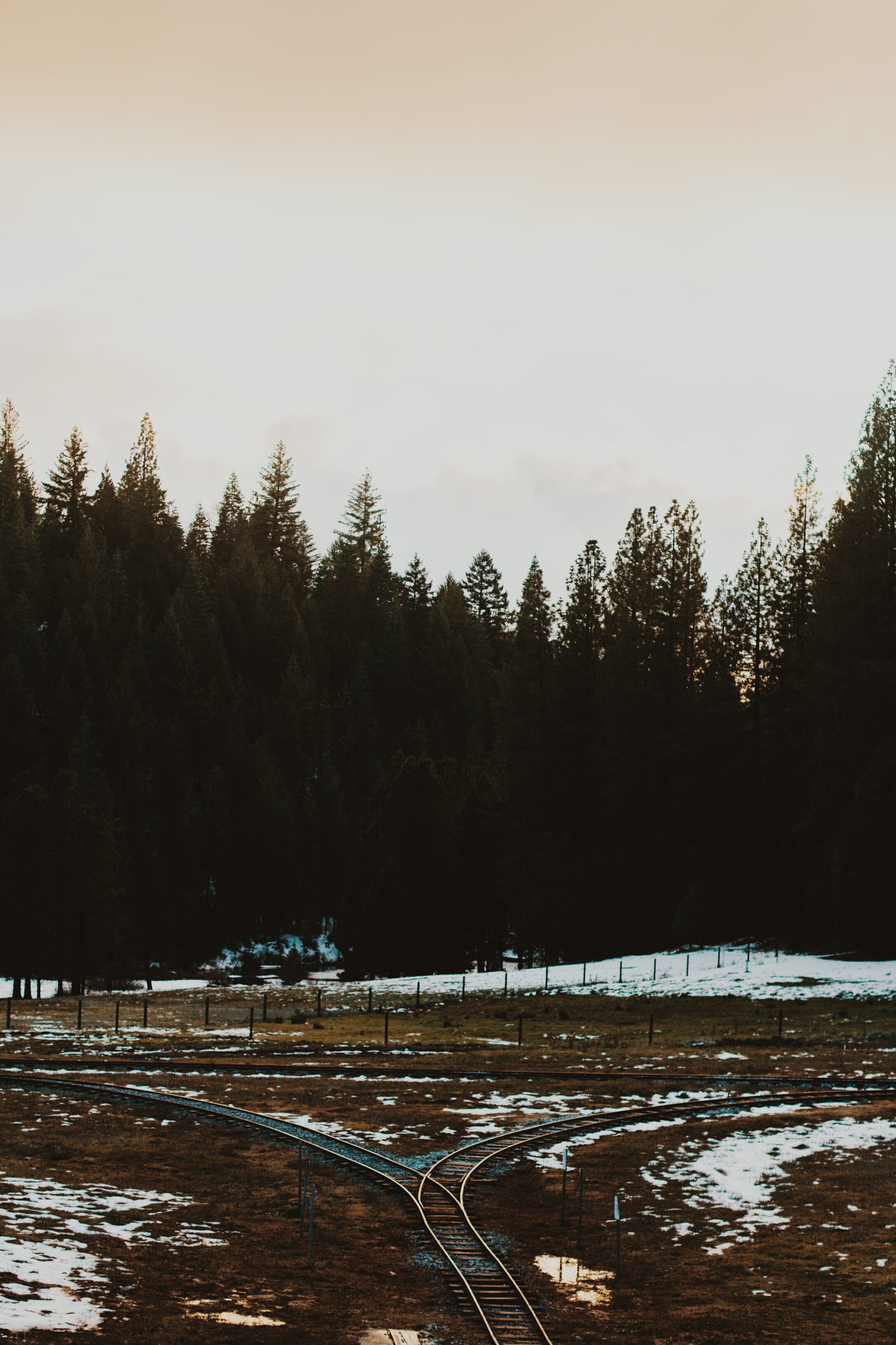 forest, trees, winter, plant, snow, cold temperature, sky, tranquility