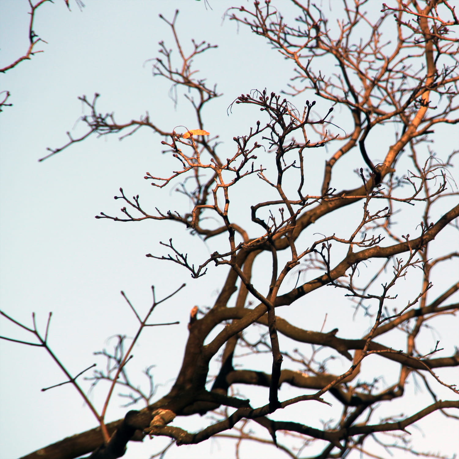 branches, winter, blue, tree, cold, background, plant, low angle view