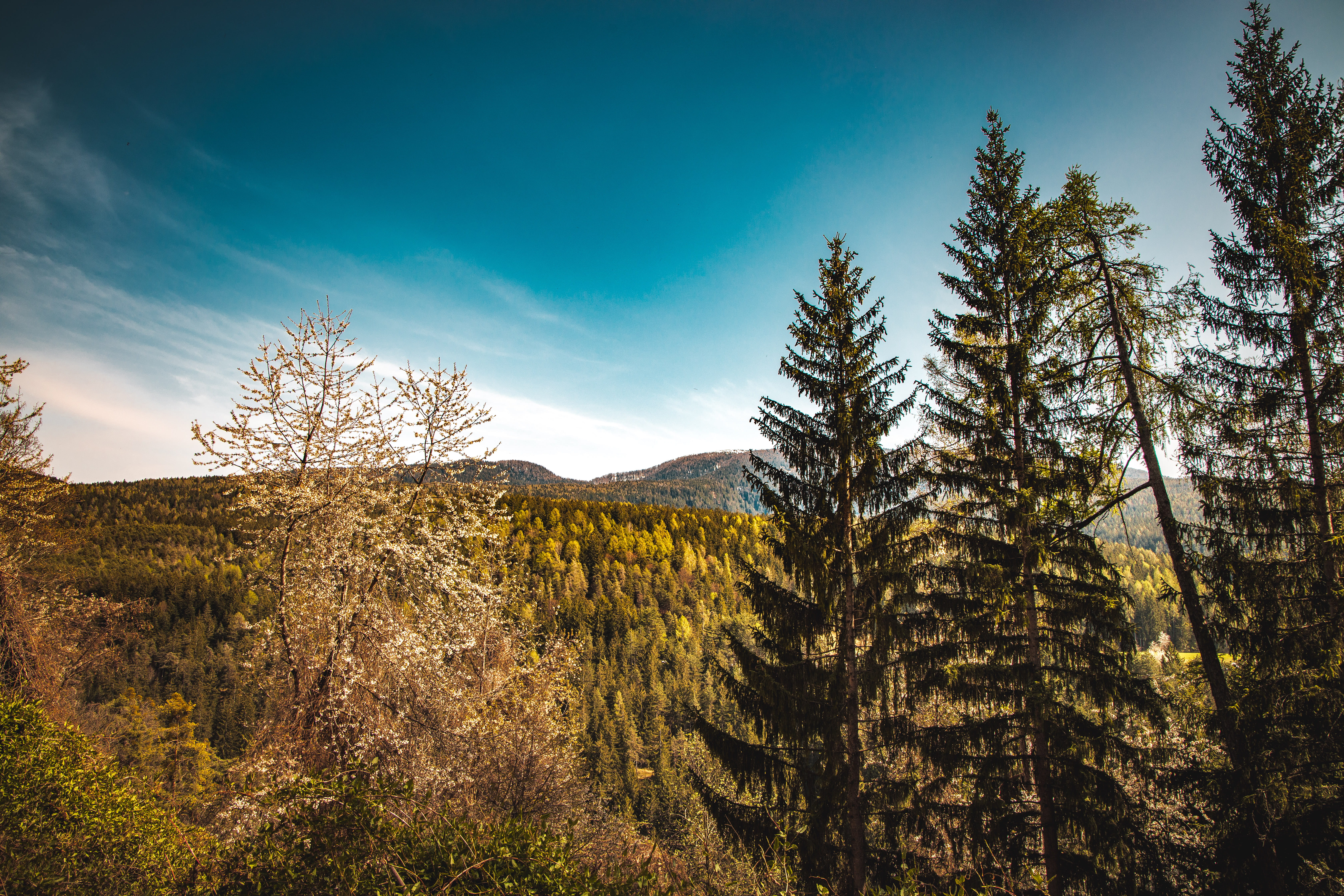 mountain with tall trees view, plant, sky, tranquility, tranquil scene