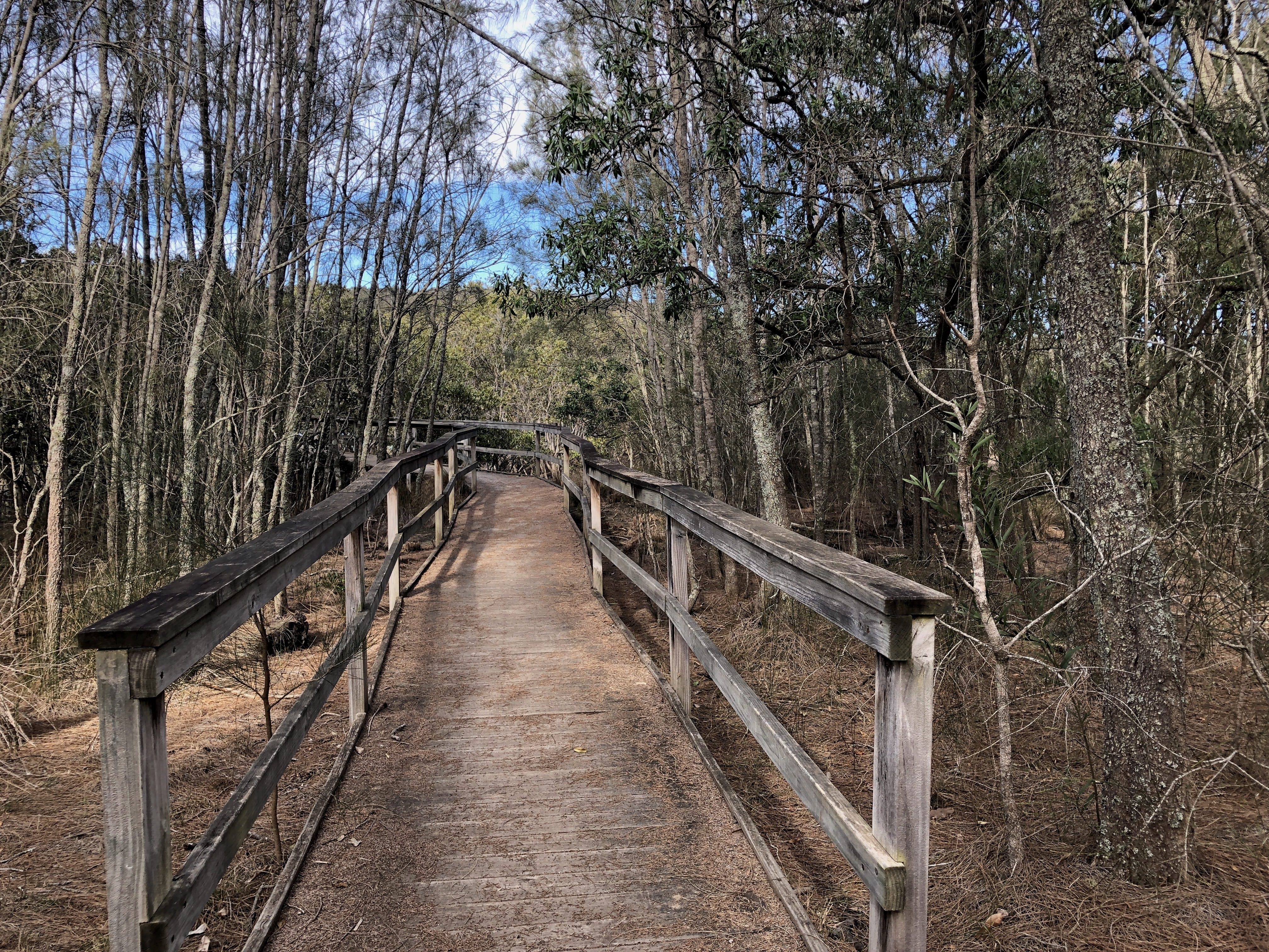 australia, surfside, cullendulla track, trees, durras, boardwalk