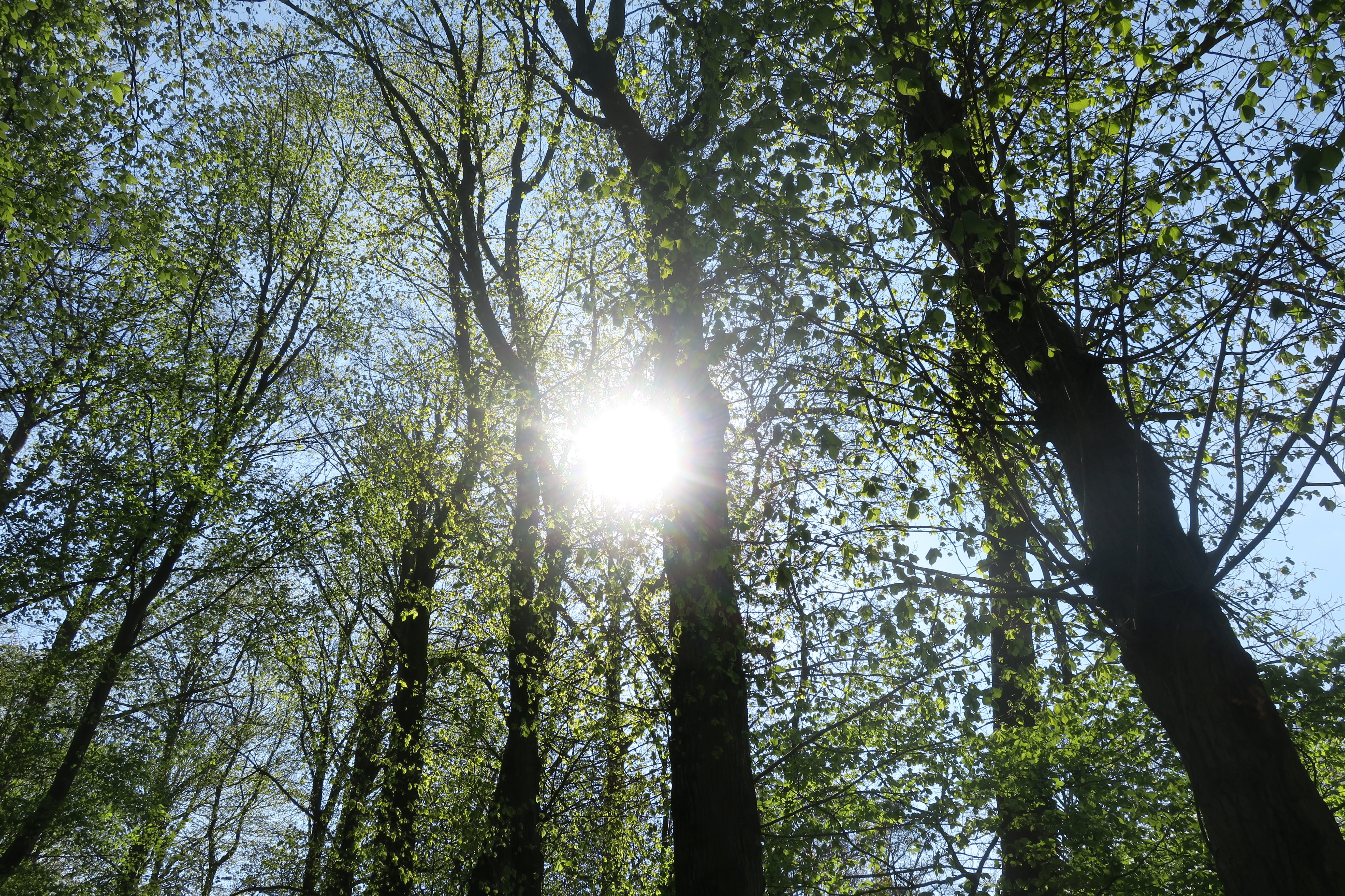 sun, forest, sun rays, sunlight, atmosphere, tree, plant, low angle view