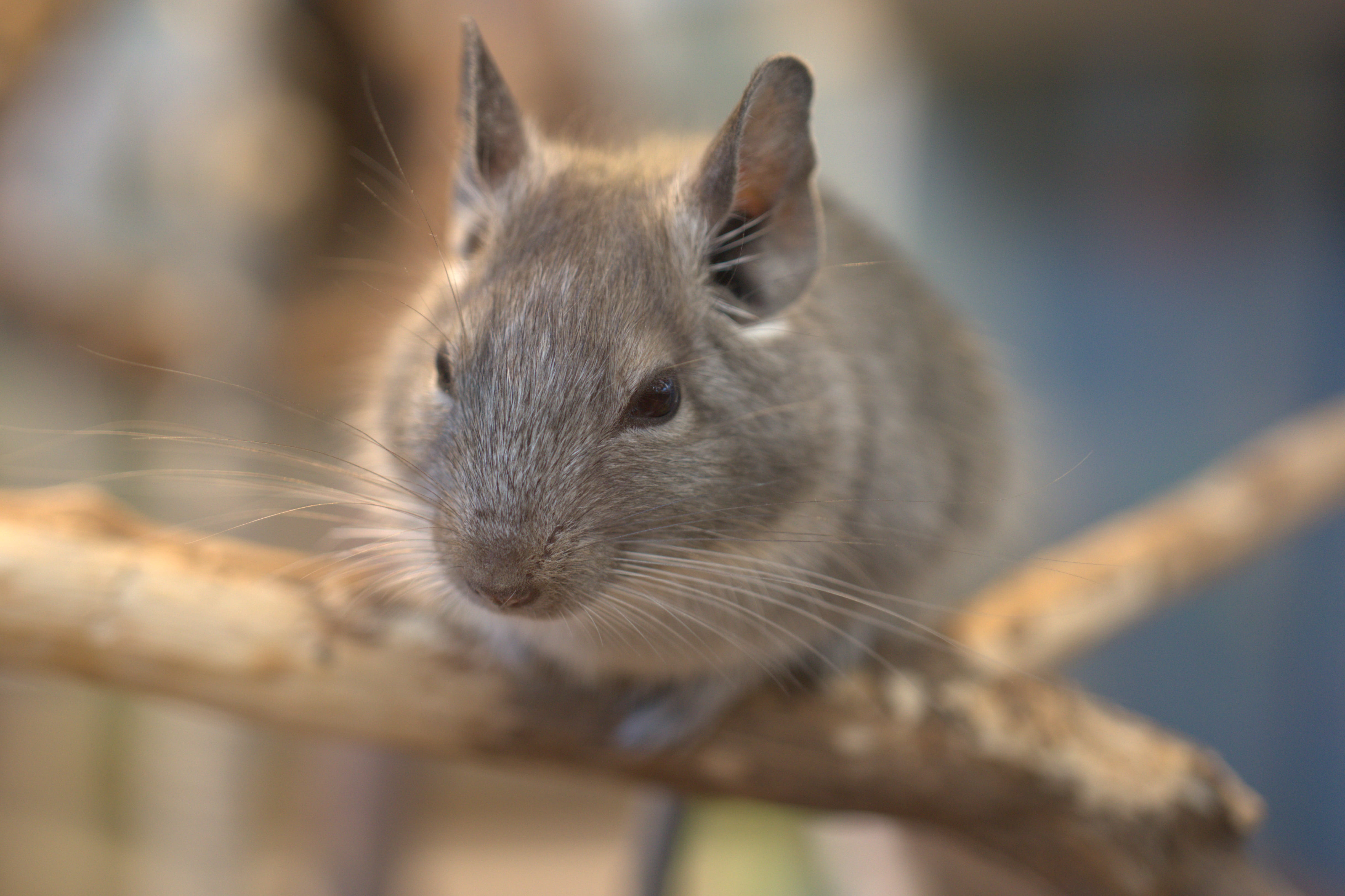 nager, chinchilla, mouse, grey, cute, animal, small, fur, nature