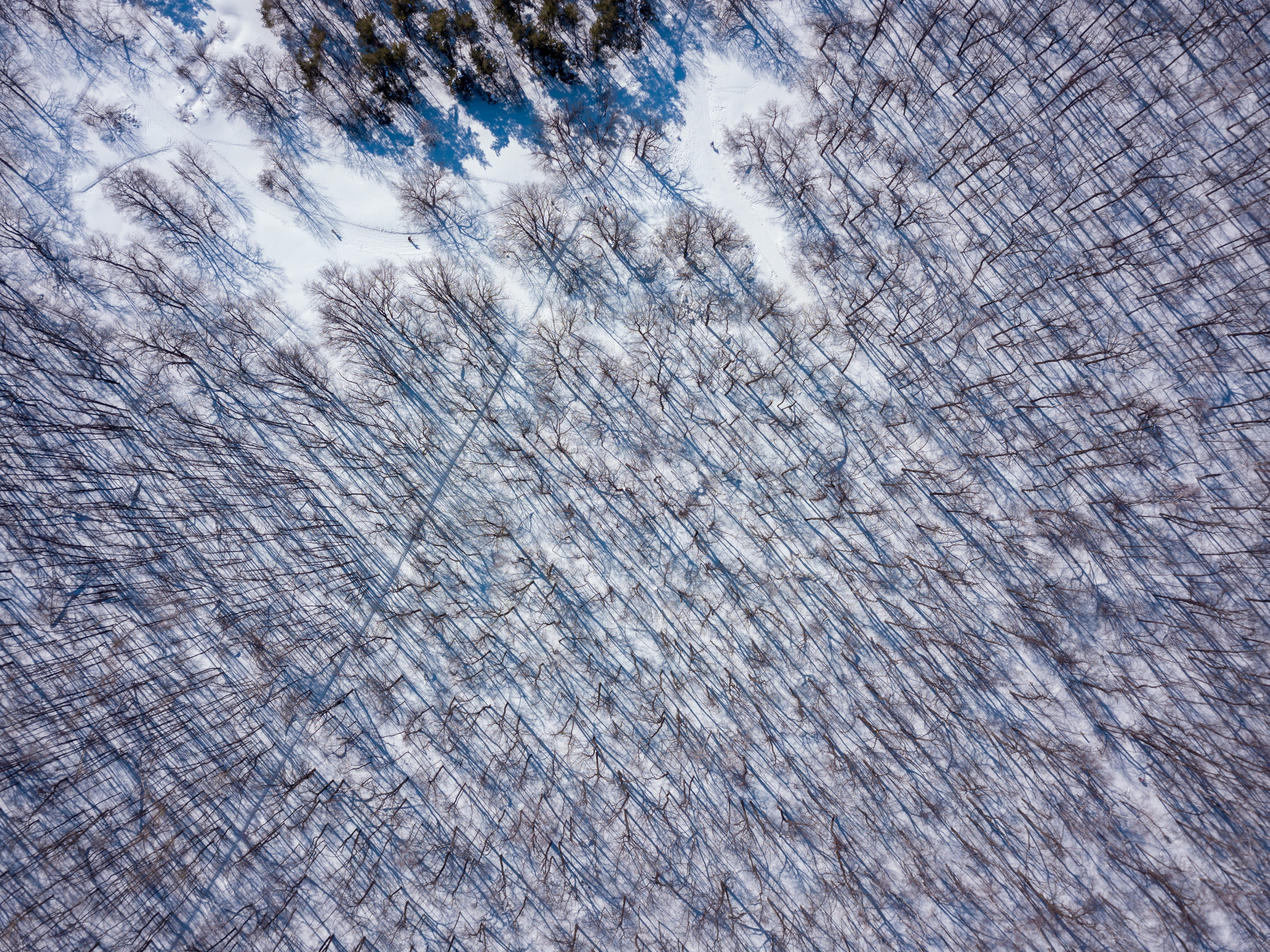trees, forest, winter, full frame, backgrounds, textured, pattern